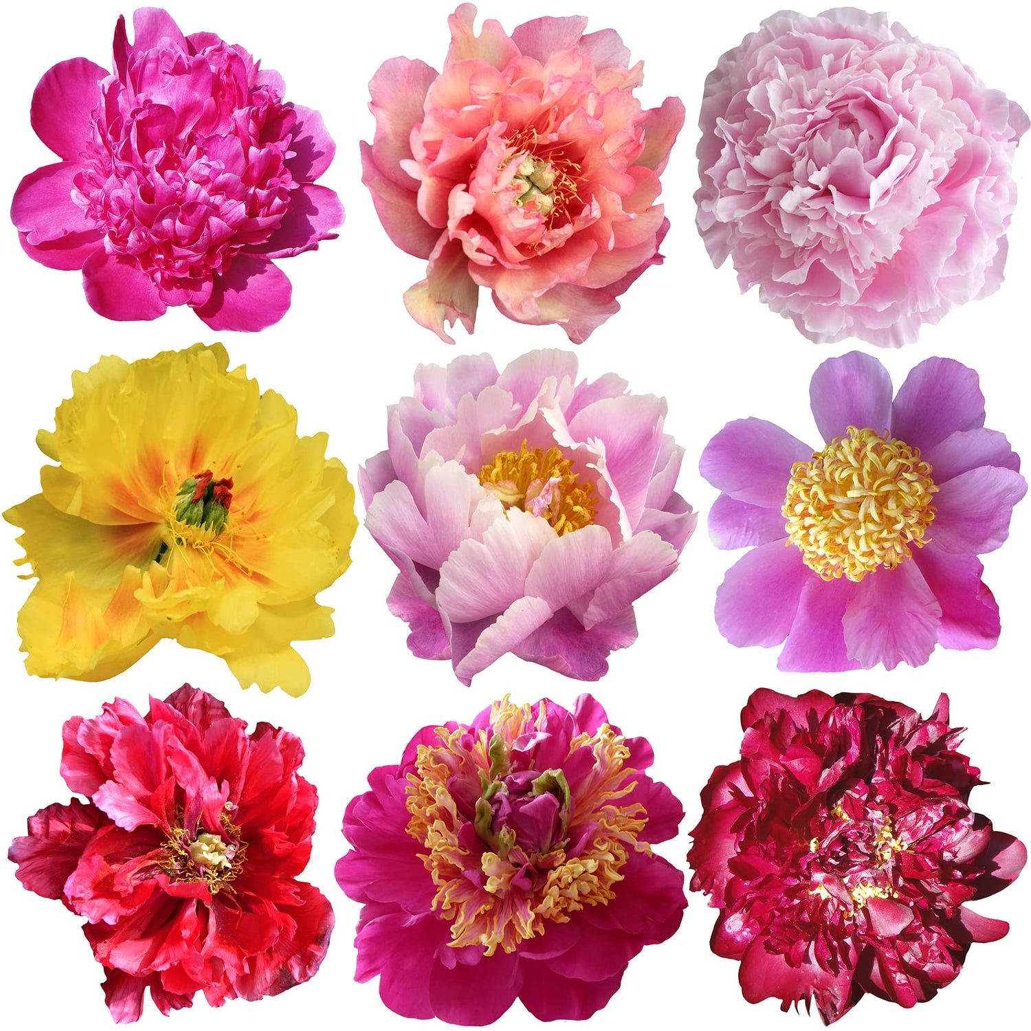Peony Seeds - 10 Seeds - Mixed Colors, Great for Bonsai, Container or Outdoor Growing