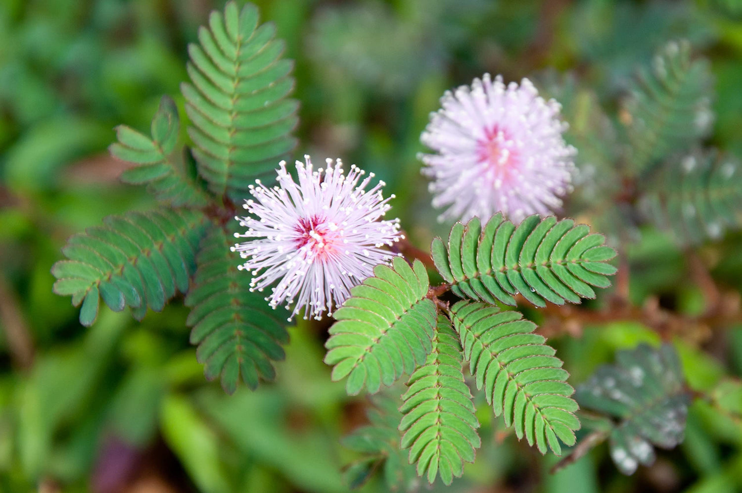 100 Sensitive Plant Seeds for Planting - Exotic Flower Seeds - Mimosa Pudica, Moving Plant, Shy Plant, Shameful Plant, Touch-me-not Made in USA, Ships from Iowa