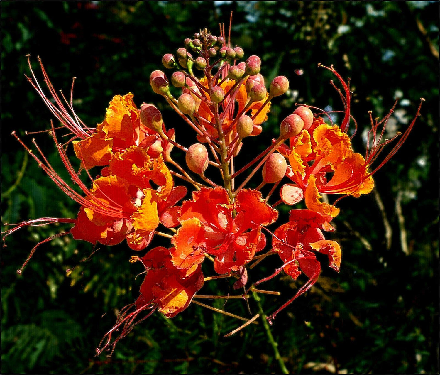 Red Bird of Paradise Caesalpinia Pulcherrima Barbados Peacock Flower Jocad (10 Seeds)