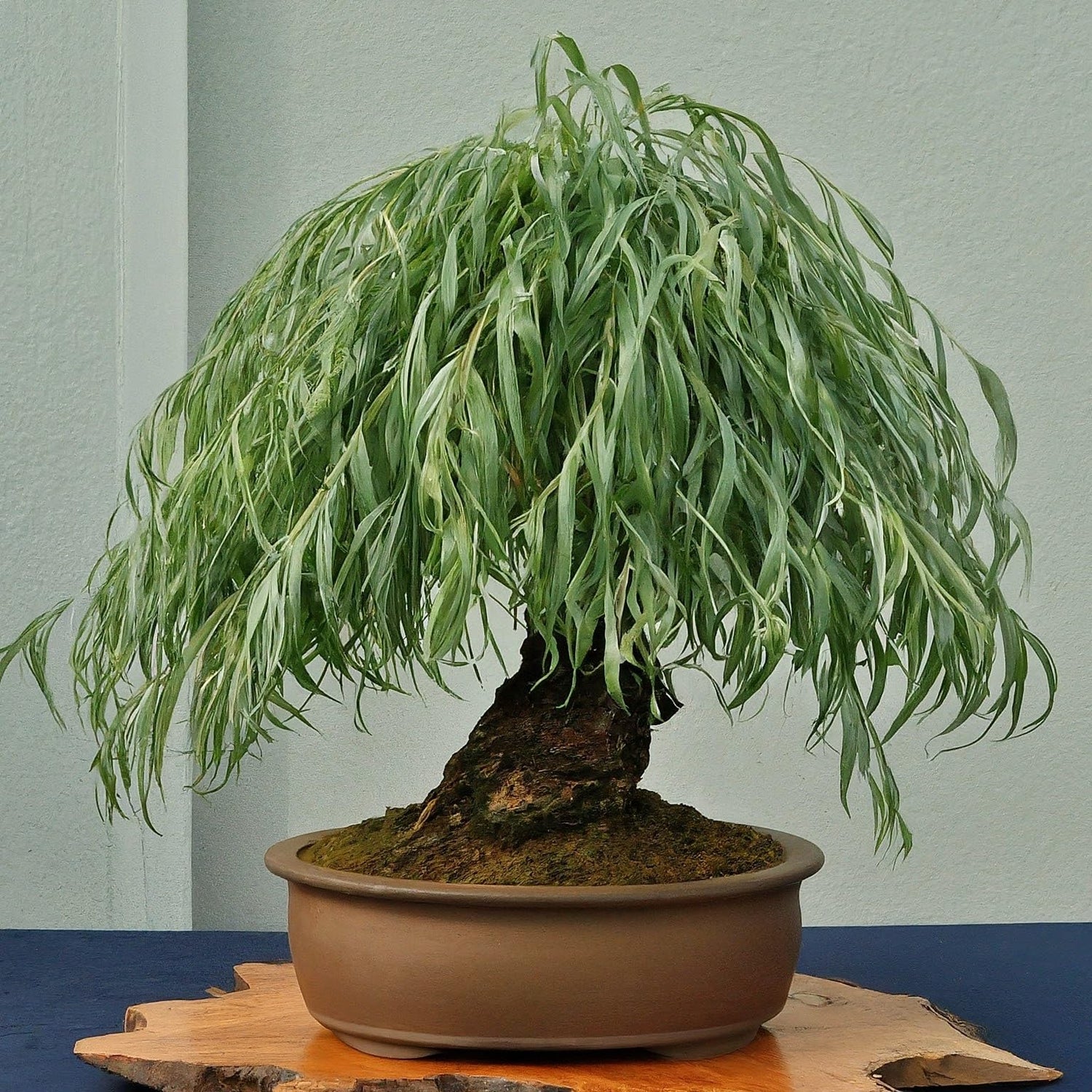 Long Leaf Weeping Willow Bonsai Tree Cutting to Grow - Cuttings are Thin Like a Pencil