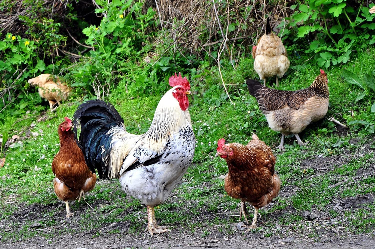 Fertile Chicken Eggs for Hatching - Hatch and Raise Your own Chickens
