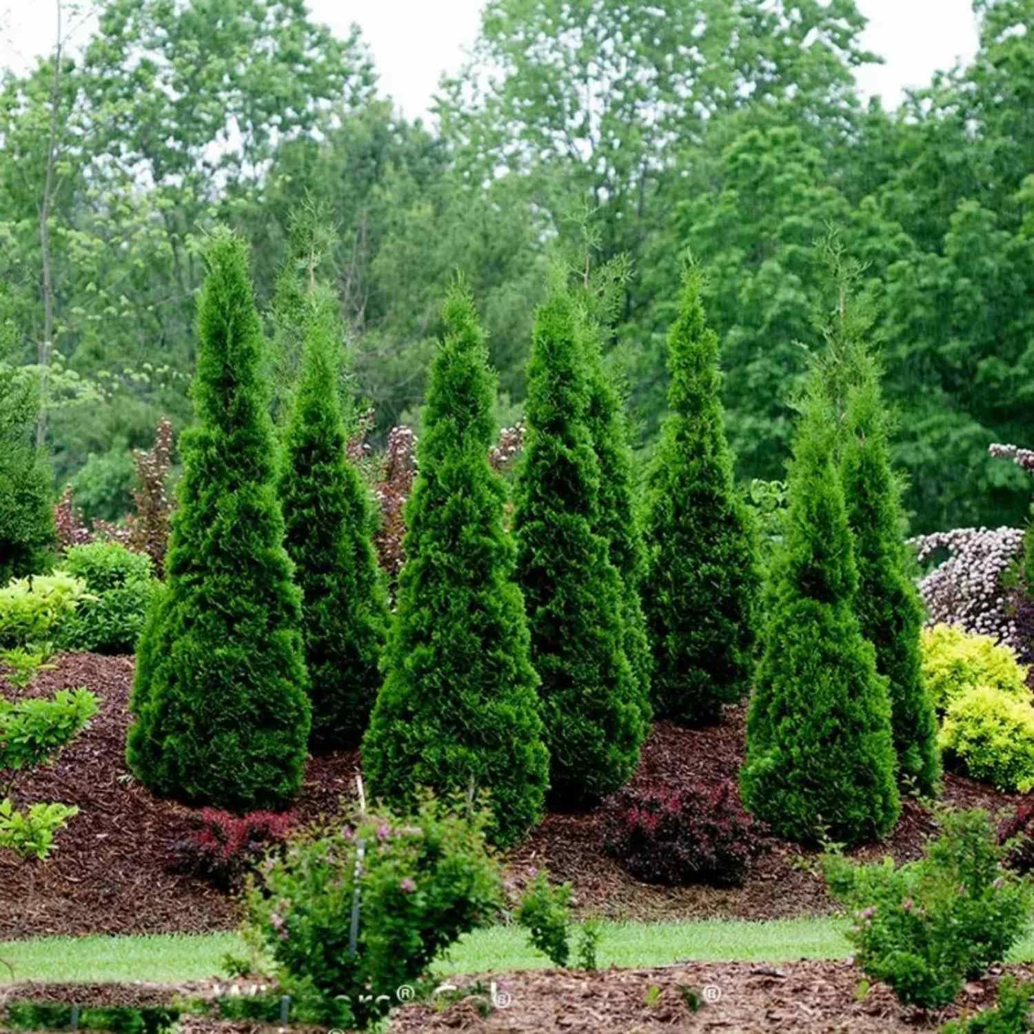 100 Seeds - American Arborvitae Tree Seeds - Giant Thuja Tree, Thuja Occidentalis - White Cedar Seeds for Planting - Swamp Eastern Thuja White Arborvitae Seeds for Home and Garden