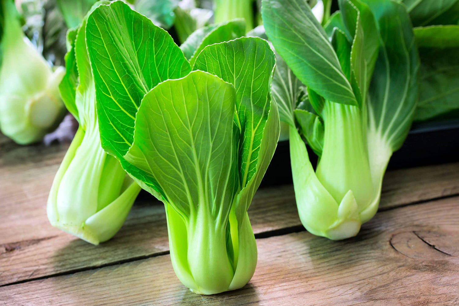 Bok Choy Chinese Cabbage Seeds for Planting - (Pak Choi) Heirloom, Non-GMO Vegetable Variety- 1 Gram Seeds Great for Summer, Spring, Fall and Winter