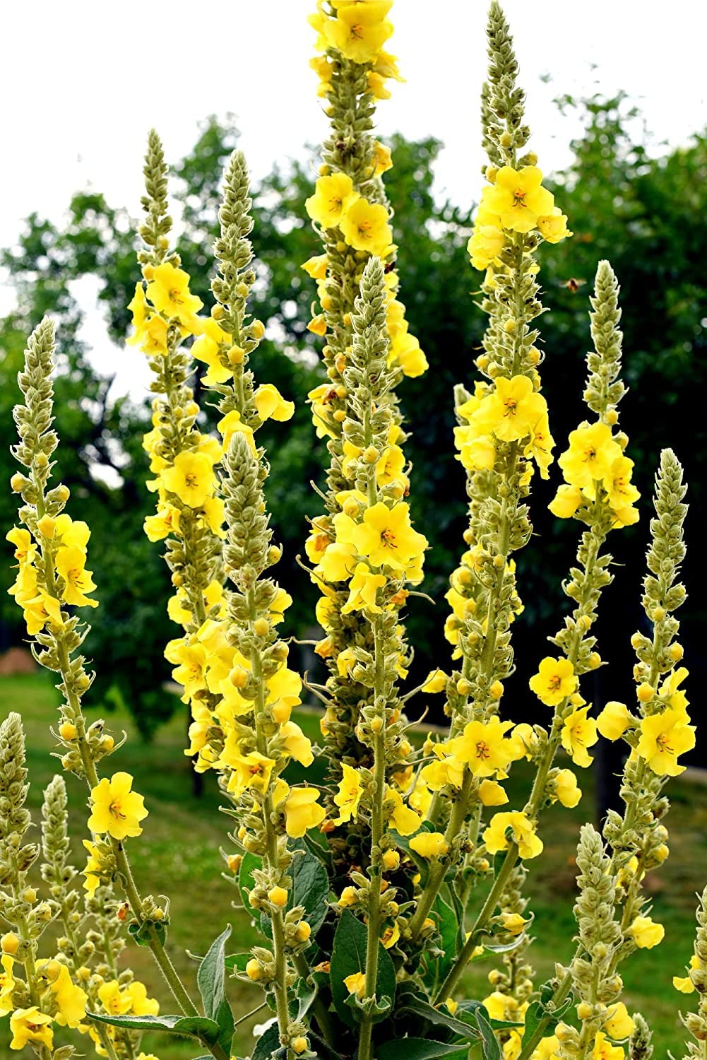 50 Seeds Mullein Seed Ornamental Plant Flowering, Heirloom- Non GMO - Open Pollinated - Made in USA