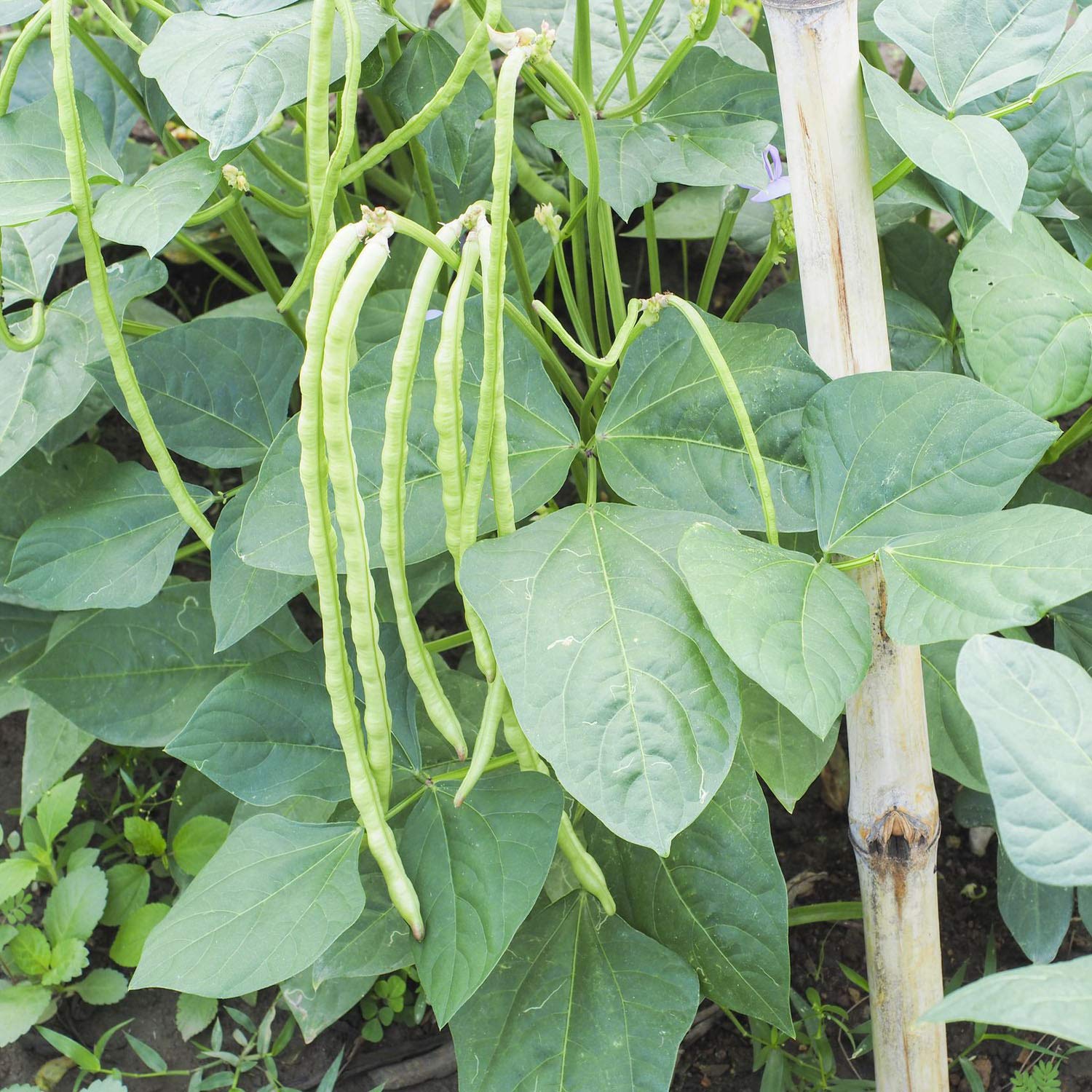Cow Pea Seeds for Planting | 50+ Seeds + | Made in USA, Ships from Iowa. Non-GMO, Heirloom Seeds. Food Plot, Wildlife, Cows, Horses Love Em