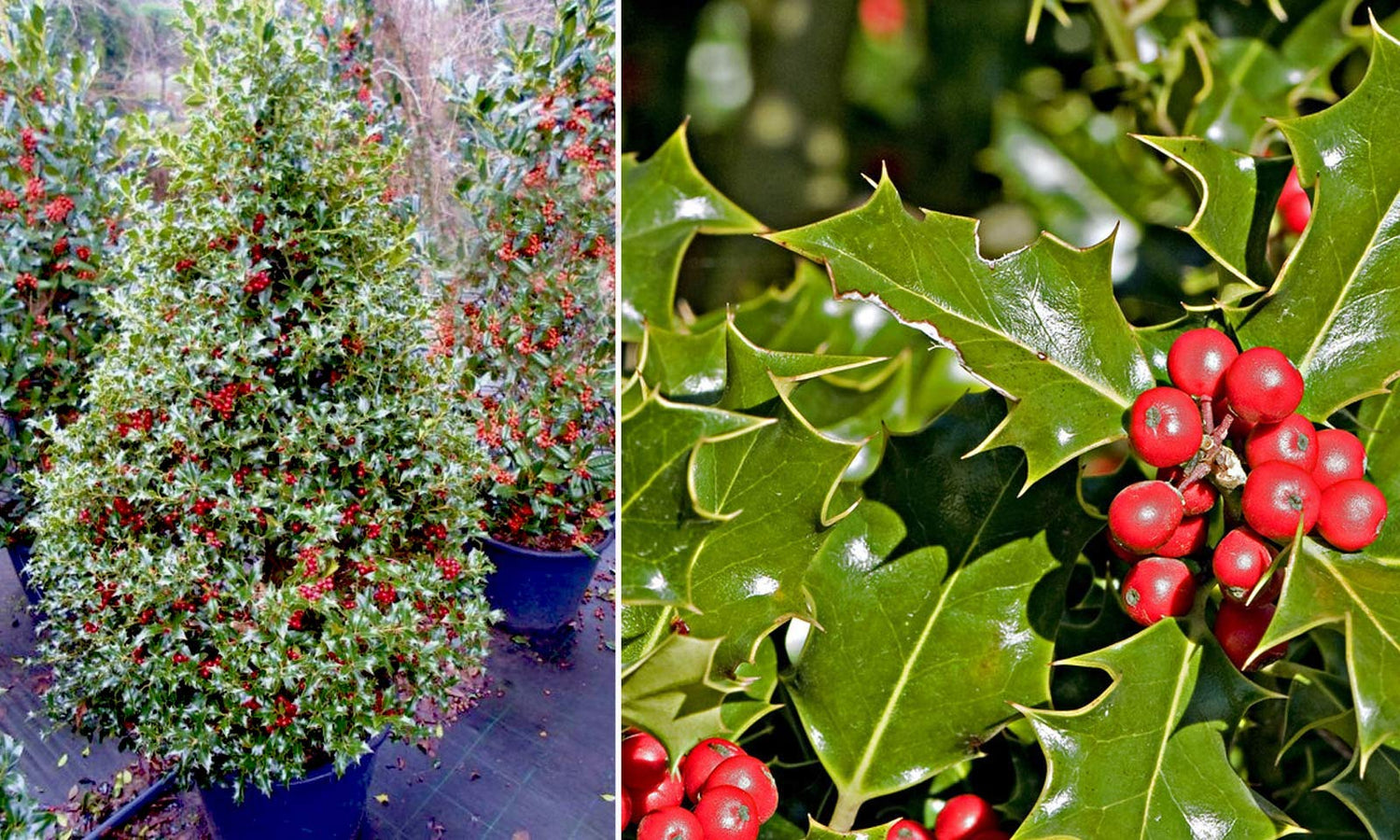 English Holly (Ilex aquifolium) 10 Seeds for Planting, Open Pollinated, Heirloom, Non-GMO, Inkberry, Oregon Holly, Winterberry, Broadleaf, English holl, Christmas Holly,