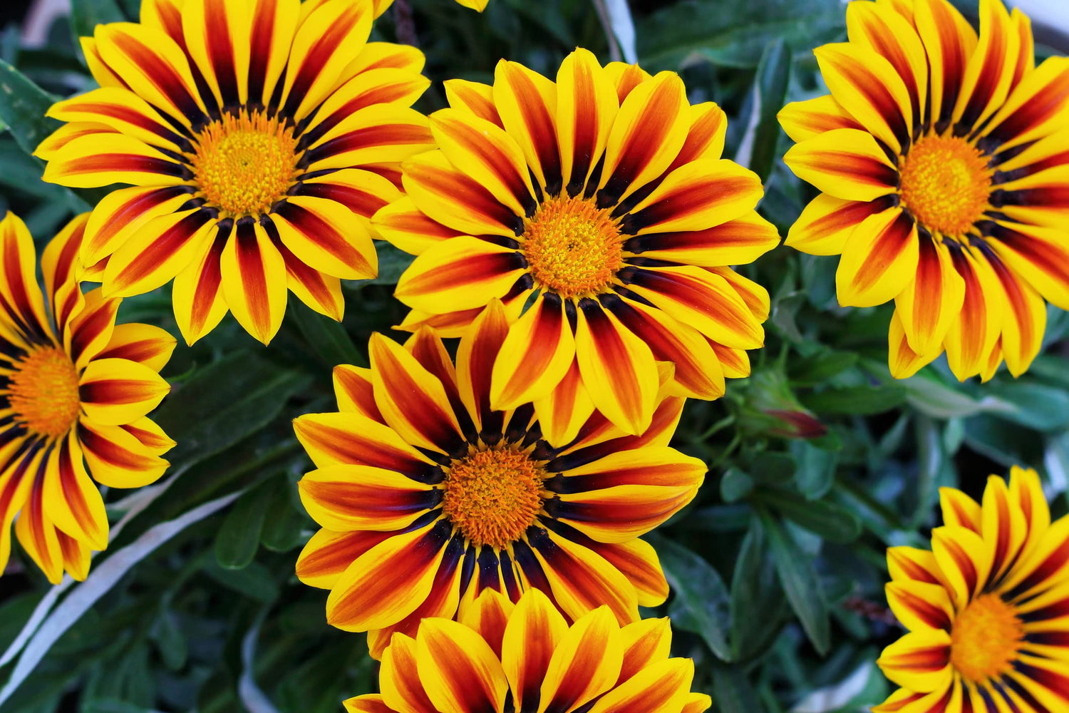 Gazania Flower Seeds - 500+ Seeds to Grow - Made in USA, Ships from Iowa - Great with Marigold or Roses. Gazinga Seeds