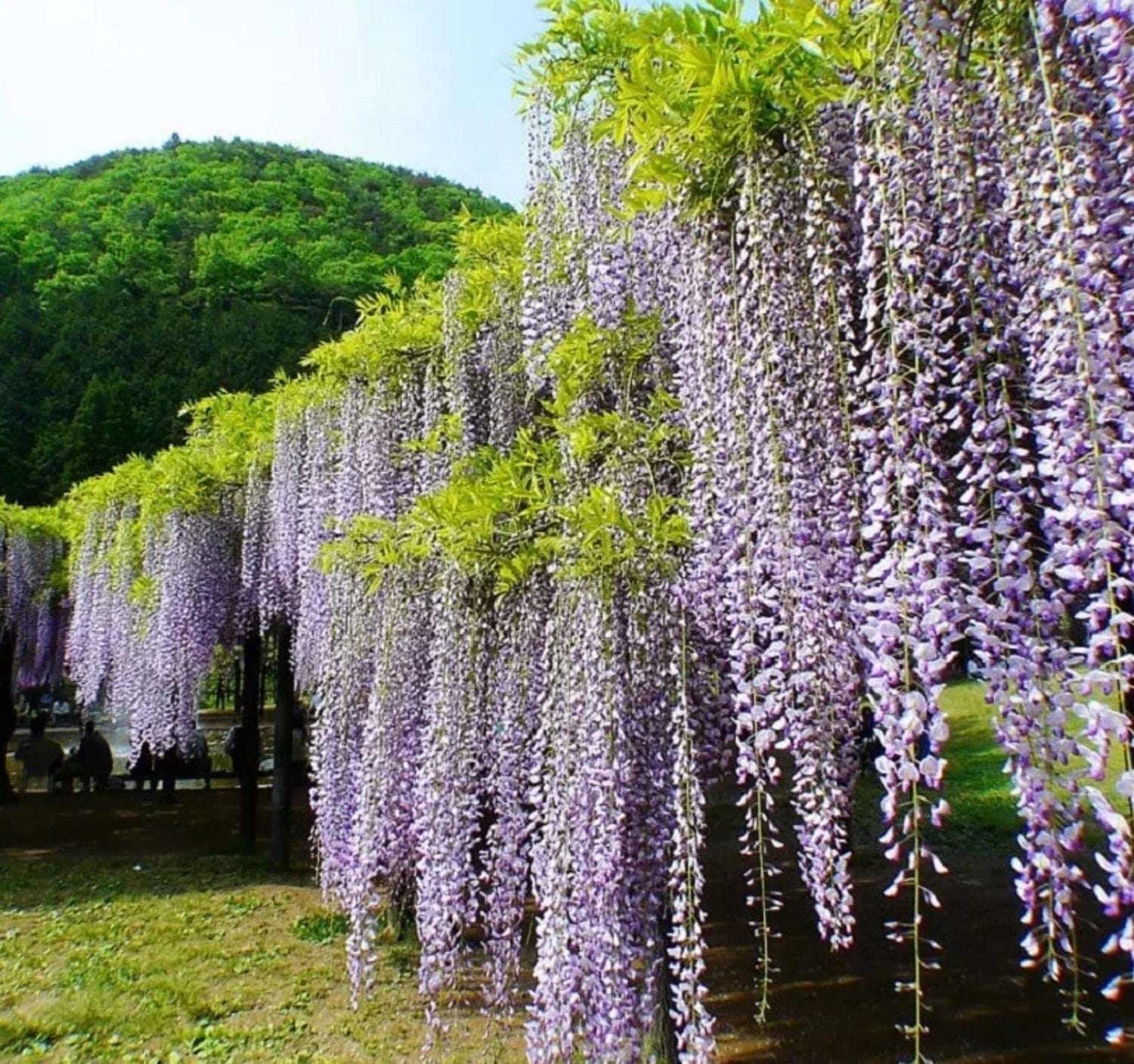 20+ Wisteria Seeds for Planting