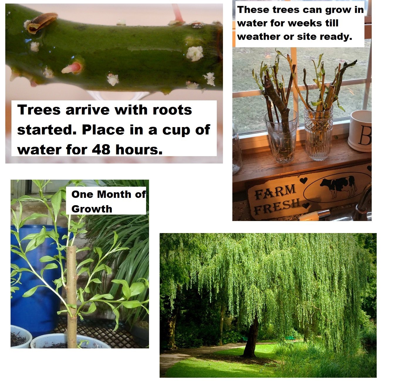 1 Weeping Willow Tree - Live Tree Plant Cutting - Memorial Gift - Beautiful Arching Canopy Add Peace and Serenity - Grieving Gift- Pet Memorial