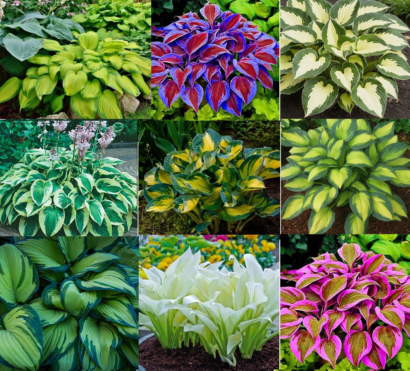 10 Mixed Color Hosta Plant Roots for Growing - Growers Blend (10 Hosta Roots)