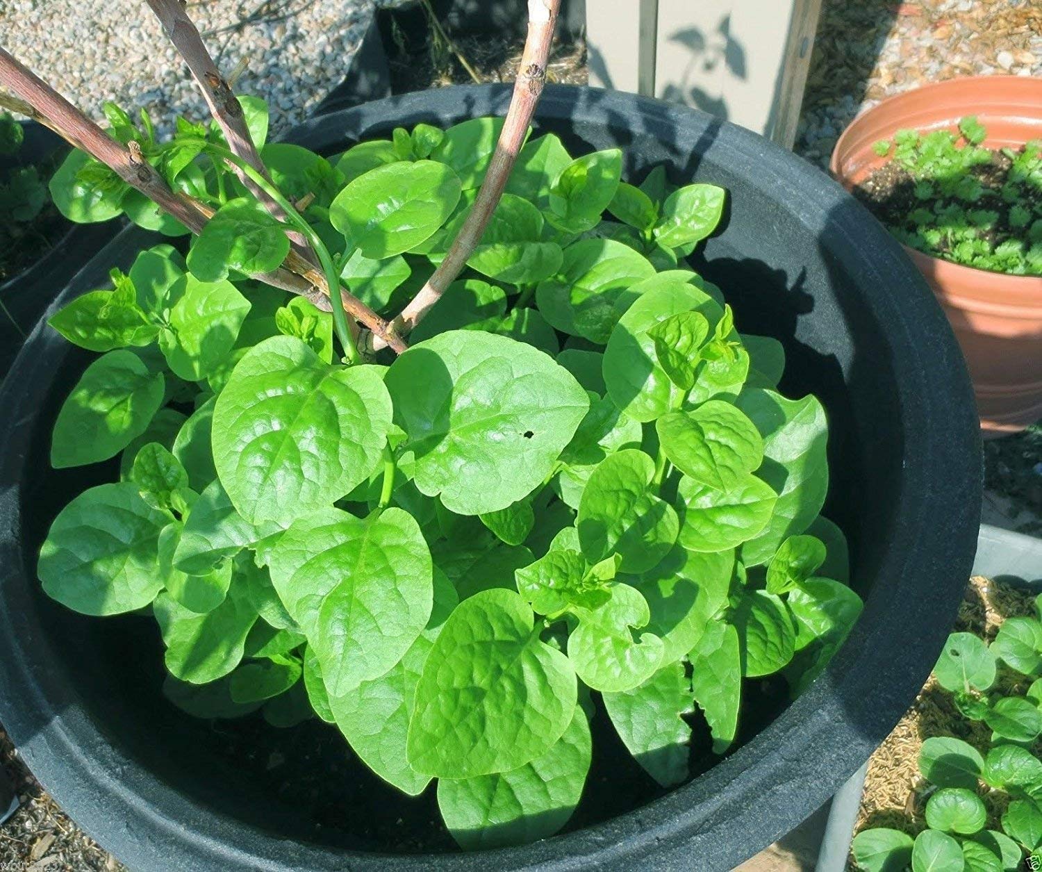 Green Malabar Spinach-100 Seeds [Guyana Thick Leaf Callaloo] Fast-Growing Vine