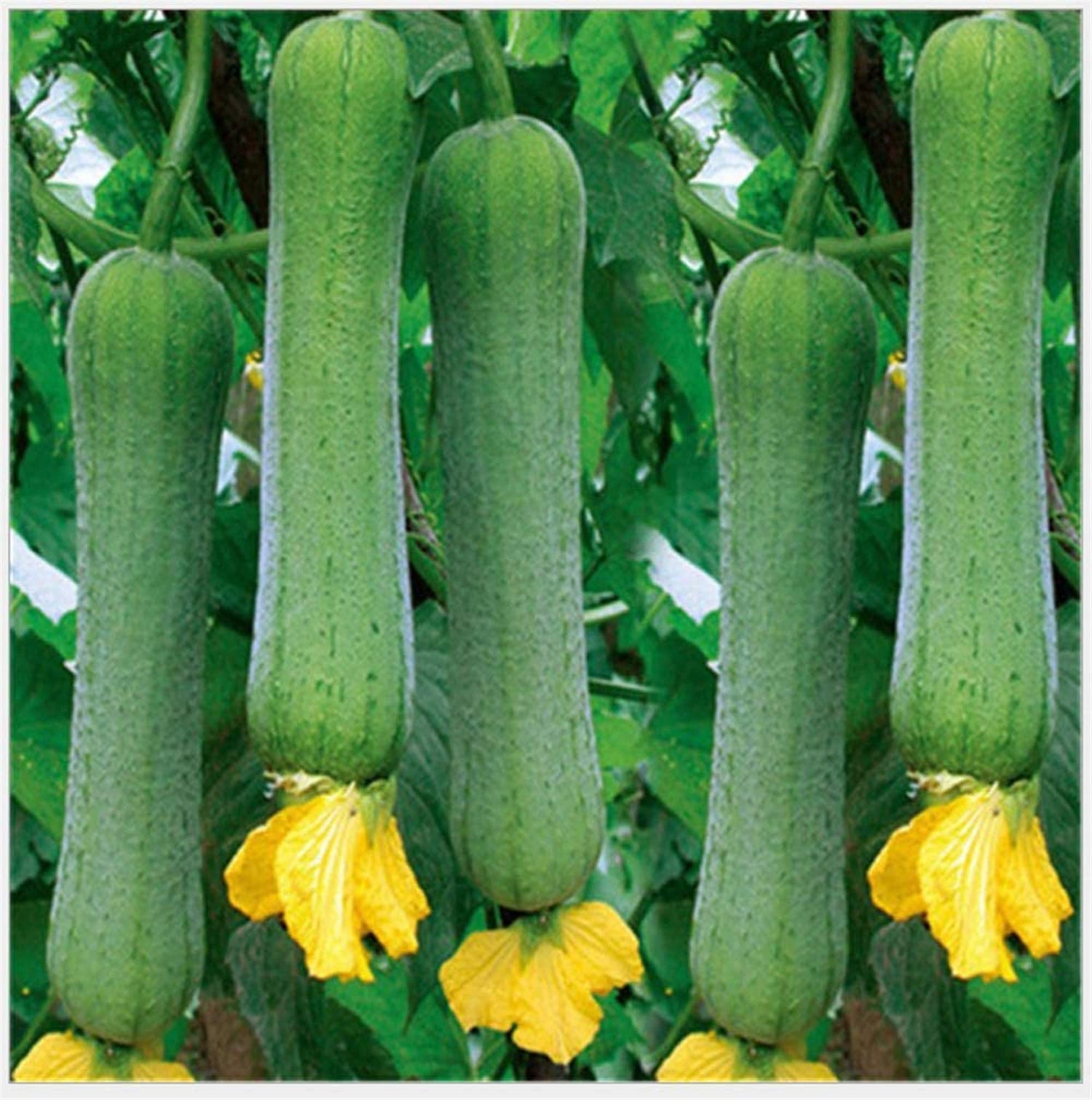 Vegetables Seeds Garden Plants Luffa cylindrica Loofah Seeds 20+ Pcs