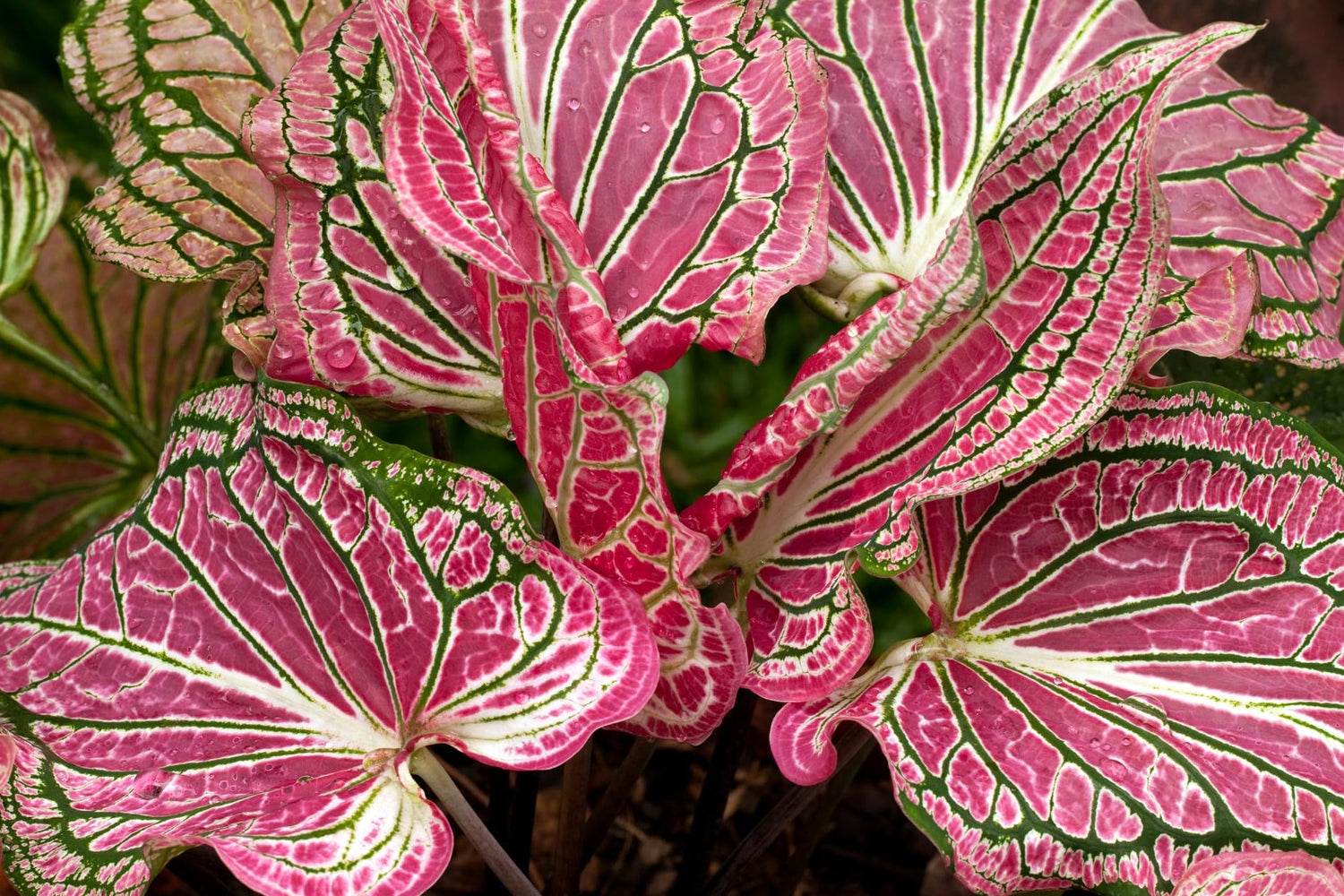 6 Pink Sky Caladium Bulbs for Planting - Perennial Hosta, Elephant Ears, Fancy (6 Bulbs)