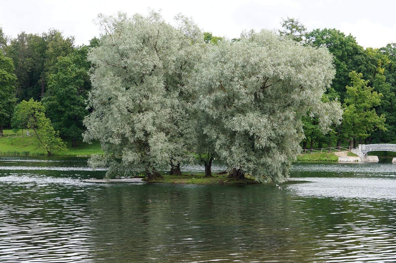 2 White Willow Tree Cuttings - Silver Leafs Shimmer in The Sun - Beautiful Outdoor Shade or Privacy Trees