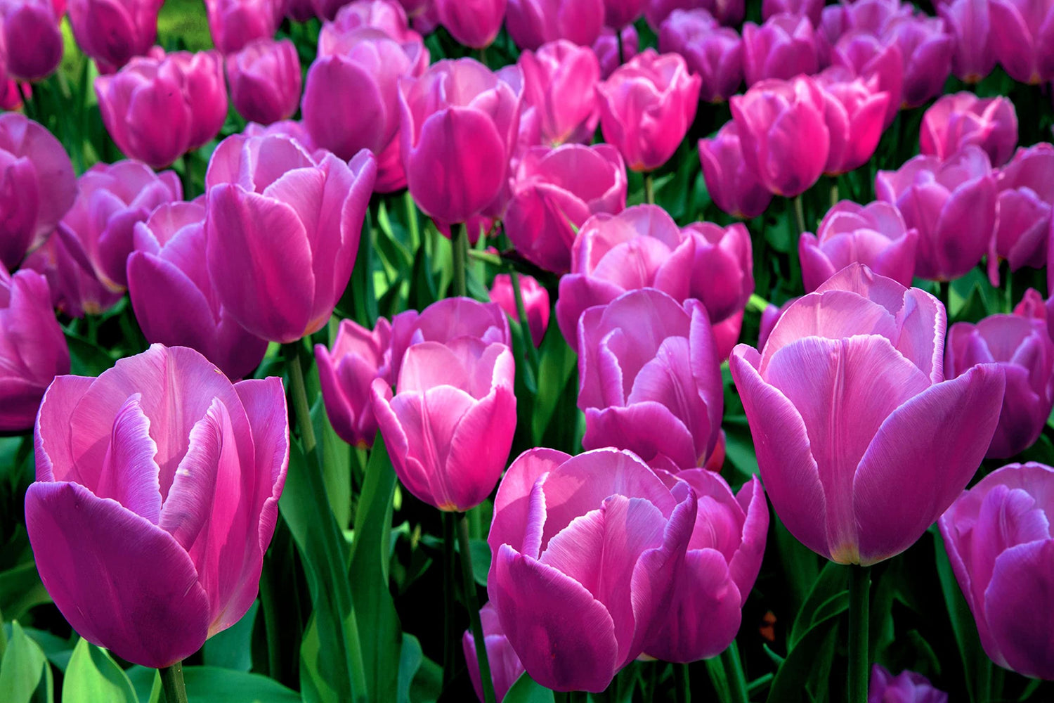 Purple Tulip Bulbs for Planting - Easy to Grow - Made in USA, Ships from Iowa