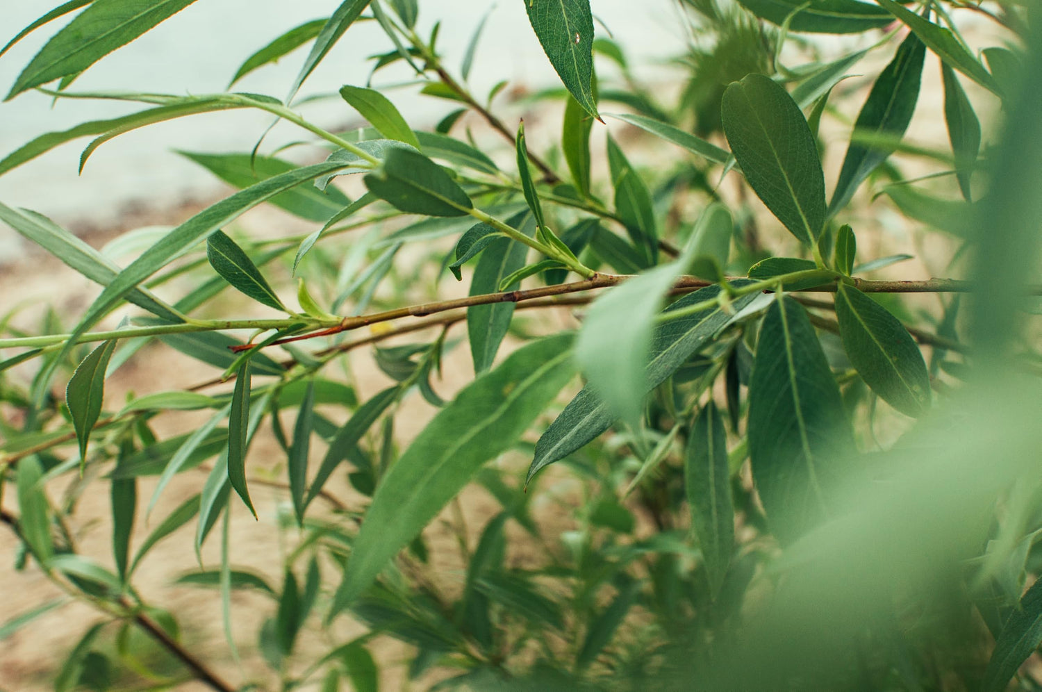 Aravah (Sukkot) Willow Cuttings to Grow - Grow Willows for Future Ceremony - Havatat Aravot