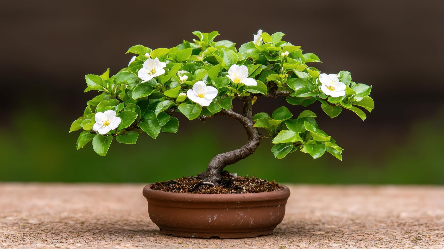 20 Flowering Dagwood Bonsai Tree Seeds