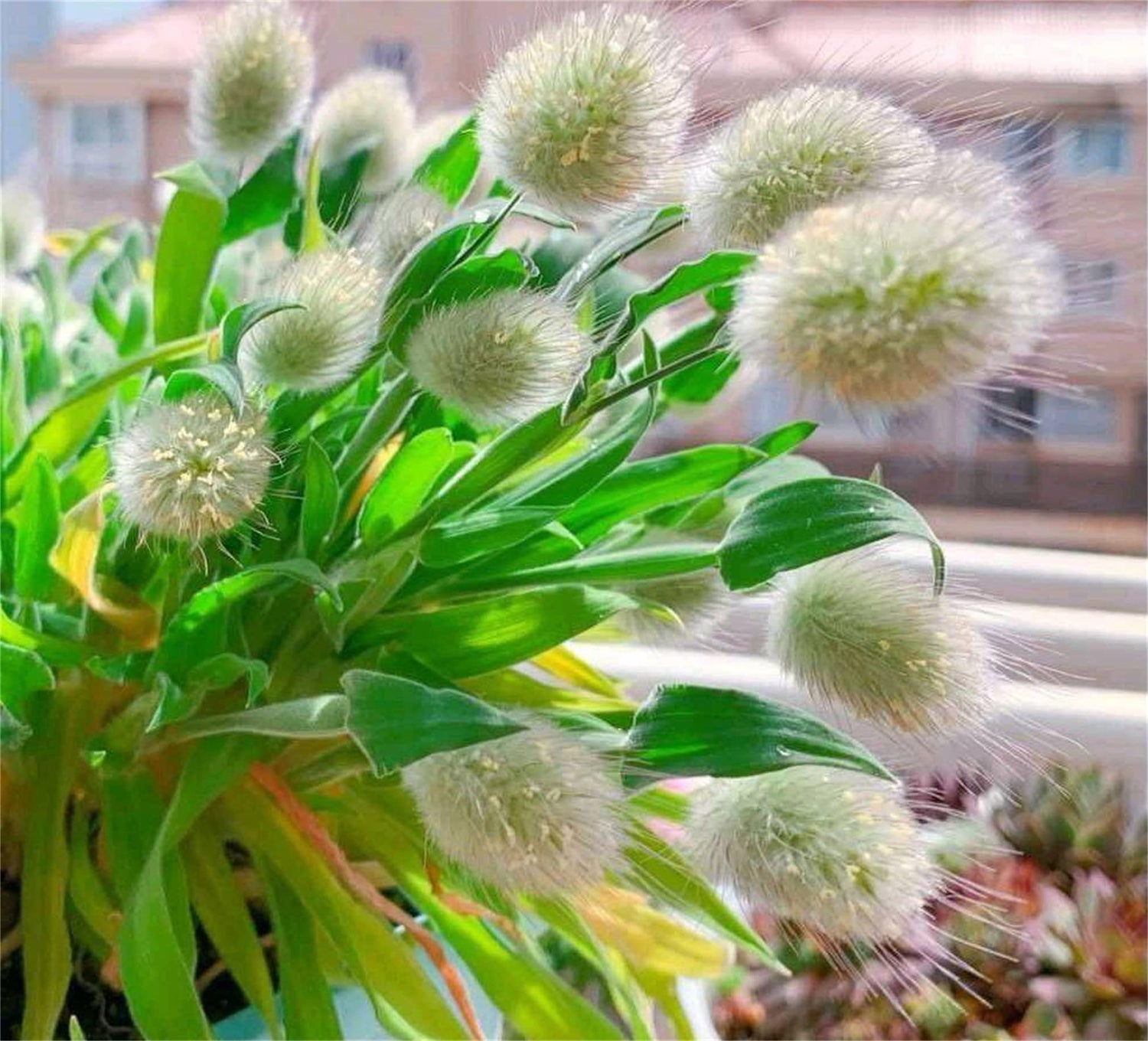 zellajake Rare Flower Seeds Lagurus Ovatus Ornamental Grass Bunny Tails Annual 100 Seeds