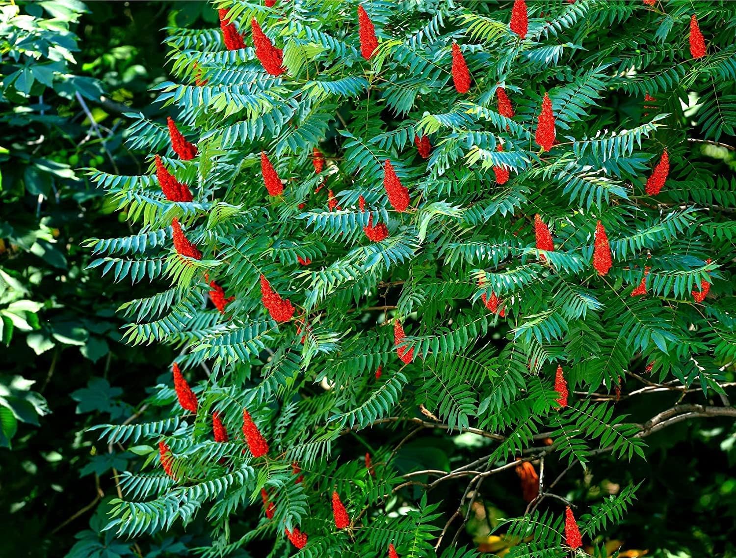Staghorn Sumac Bush Seedlings for Planting - No Ship to California
