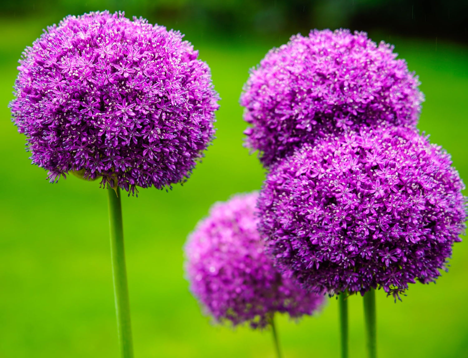 10 Purple Rain Allium Bulbs to Grow - Deer Resistant - Attractive Round Flower Blooms
