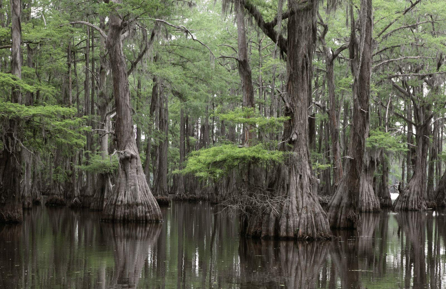 Bald Cypress Seeds for Planting | 10 Seeds | Exotic Tree Seeds to Grow, Great for Landscaping and Hedge Rows
