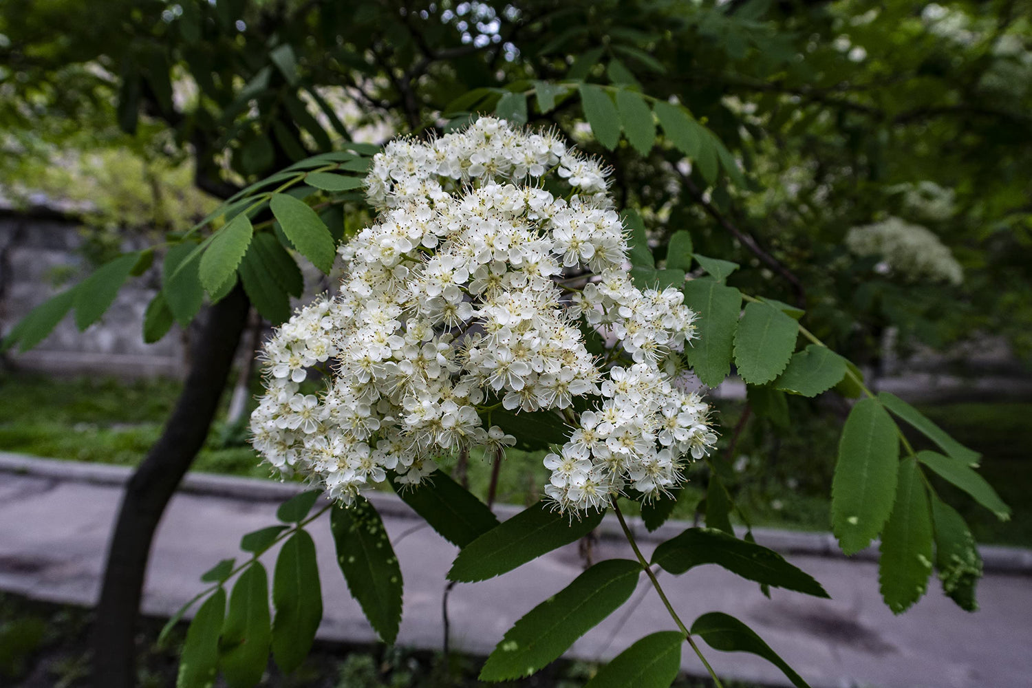 American Mountain Ash Sorbus Americana 10 Seeds