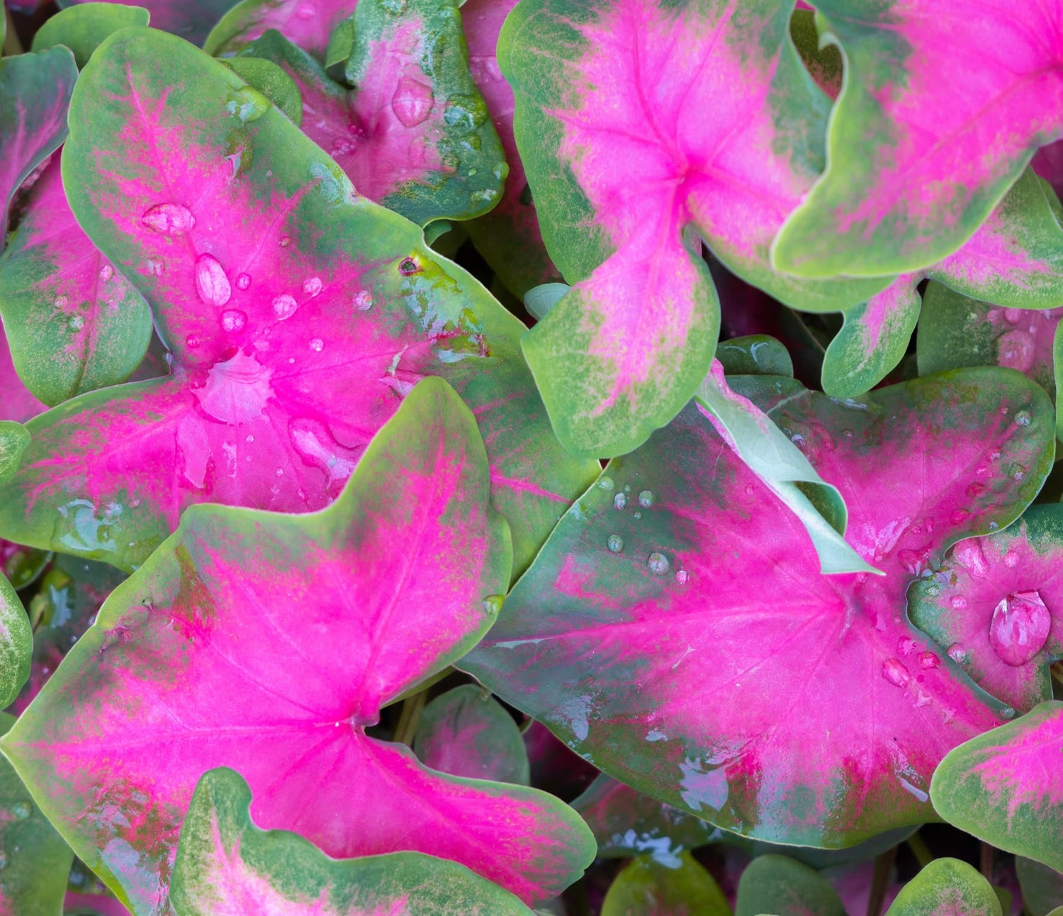 6 Pinky Promise Caladium Bulbs for Planting - Perennial Hosta, Elephant Ears, Fancy (6 Bulbs)