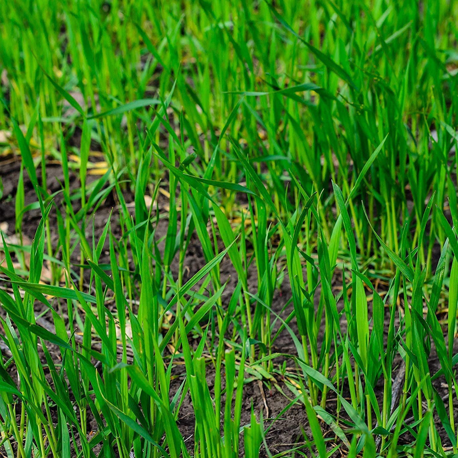 5 Lbs No-Till Winter Rye Cover Crop Seeds - Non-GMO Rye - Deer & Turkey Food Plot Seed - Winter Hardy Cover Crop