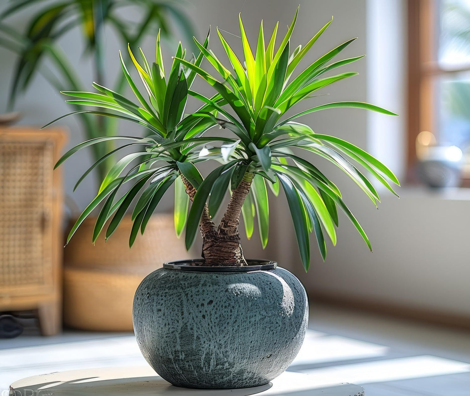5 Bottle Palm Bonsai Tree Seeds - Does Well Indoors