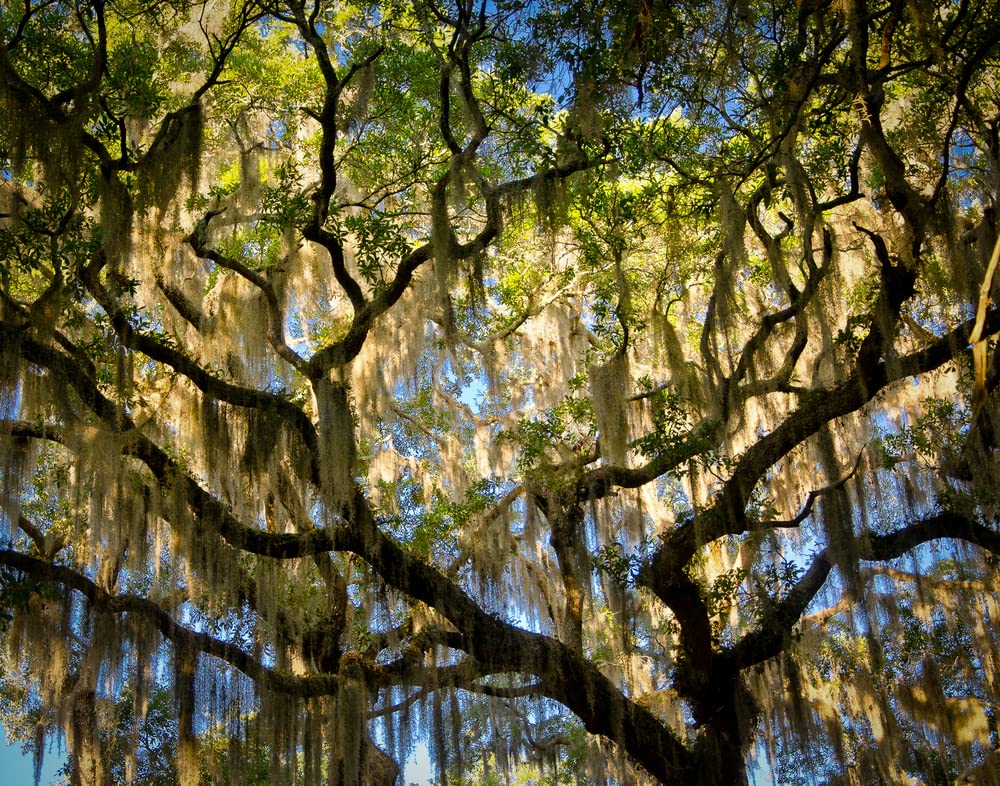 Live Oak Seeds for Planting - 5 Large, Fresh Seeds - Quercus virginiana
