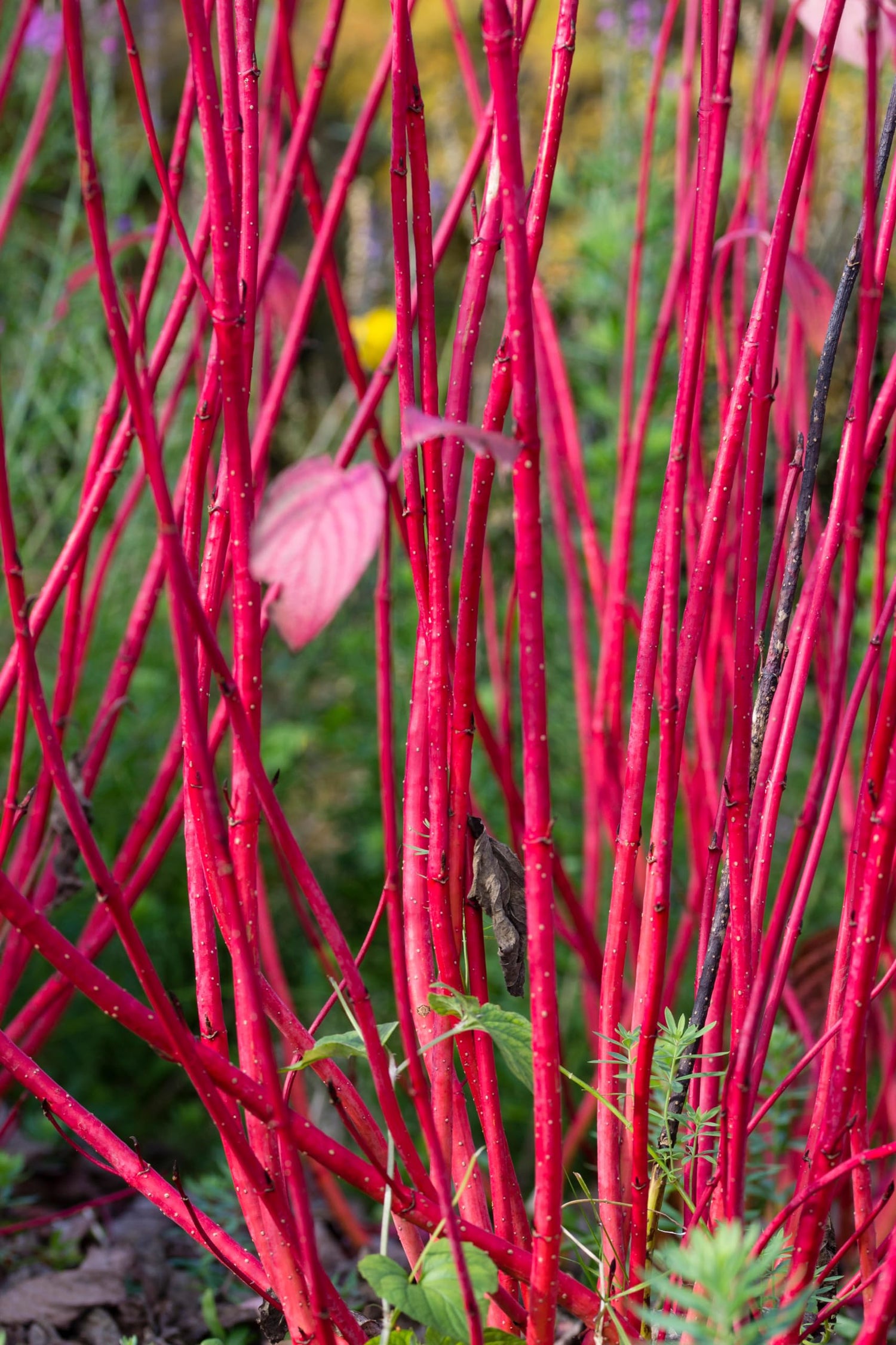 Burning Bush Cuttings to Grow - Red Bright Willow