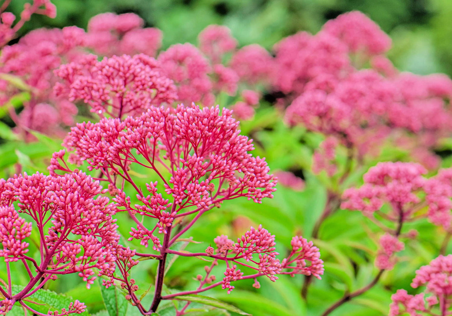Thoroughwort Herb Seeds for Planting - Eupatorium perfoliatum -