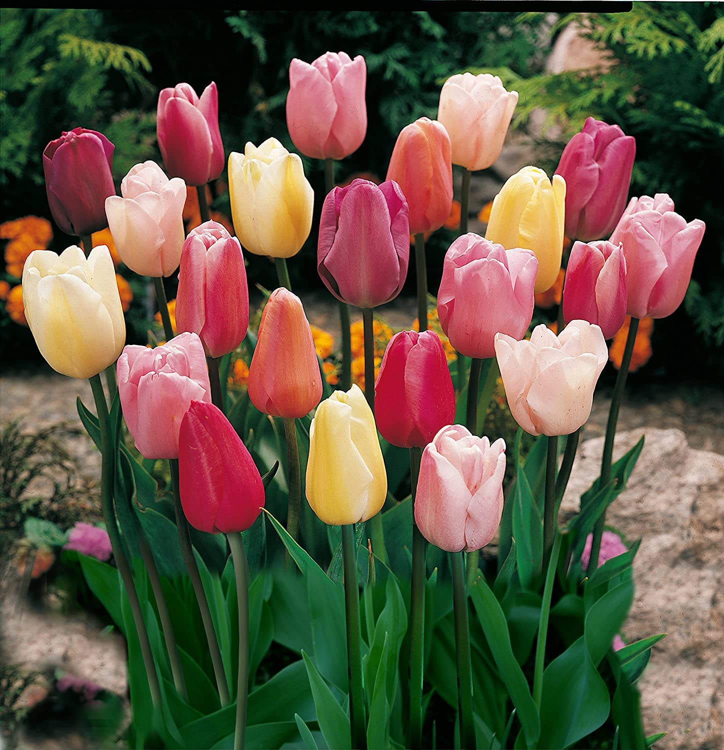 Mixed Triumph Tulips - Assorted Colors of Tulip Bulbs - Ships from Iowa