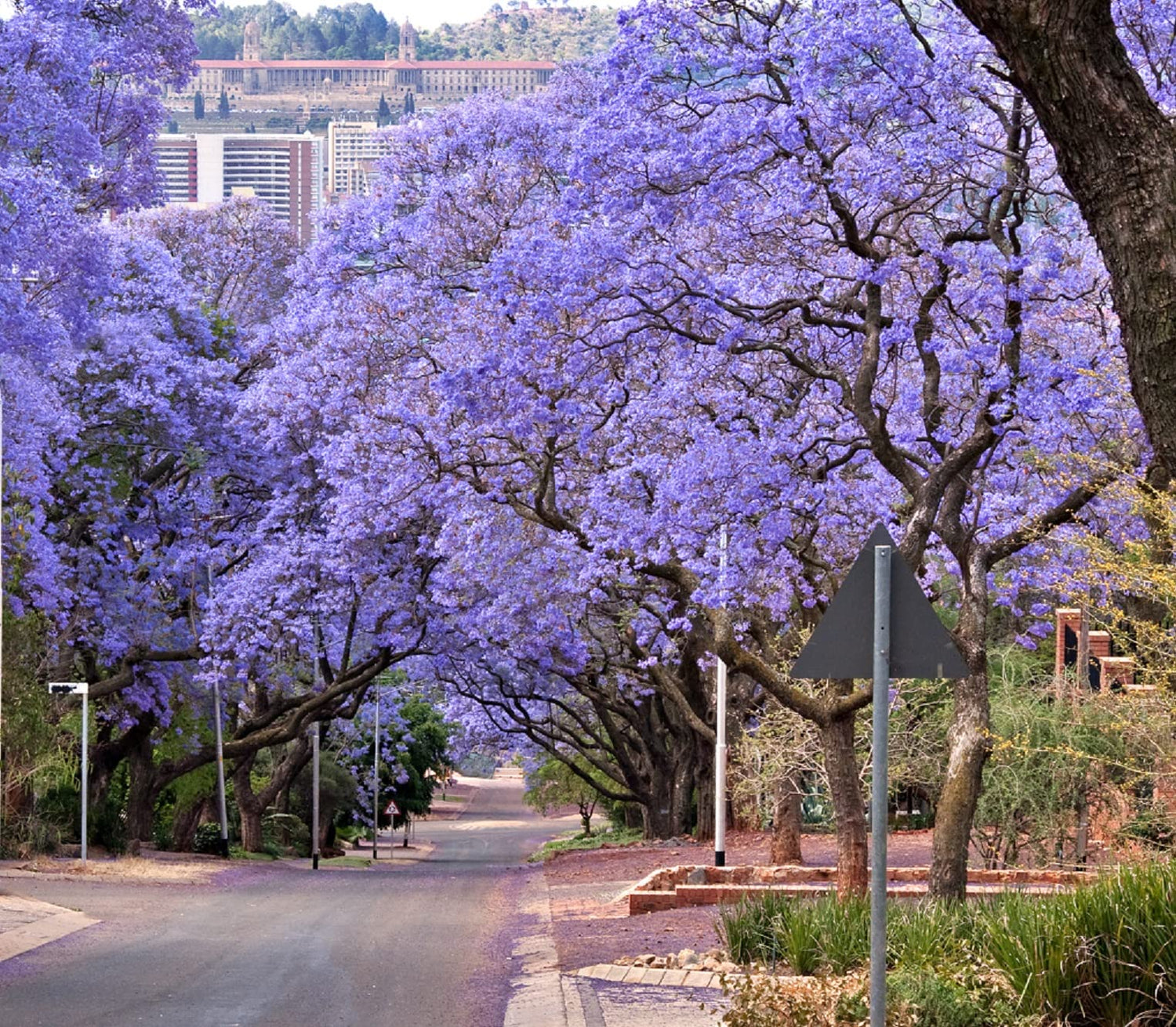 Blue Jacaranda Tree Seeds (100 Seeds) - Easy to Grow, Rare Blue Flowering Tree