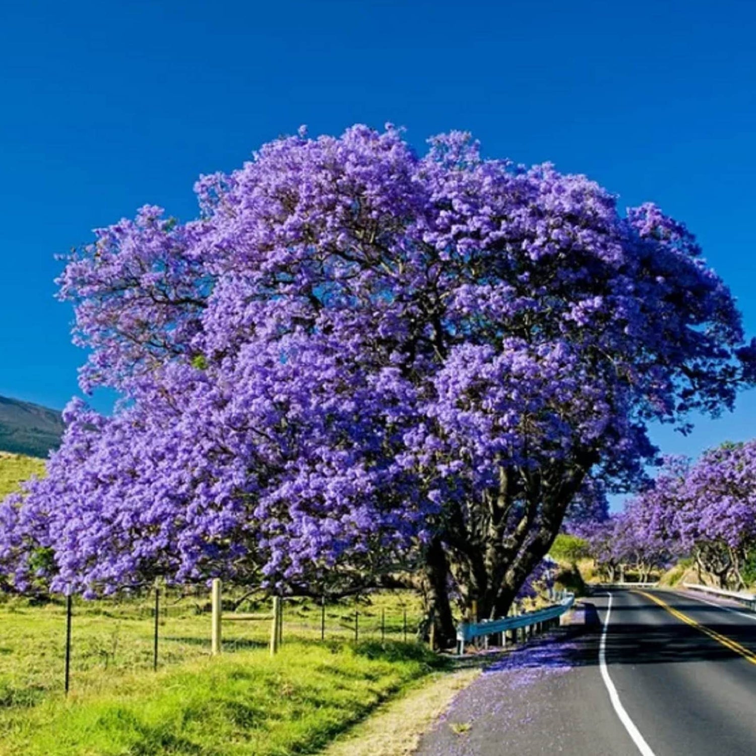 Blue Purple Jacaranda Jacaranda Mimosifolia Tree Shrub Heirloom 30 Bulk Seeds