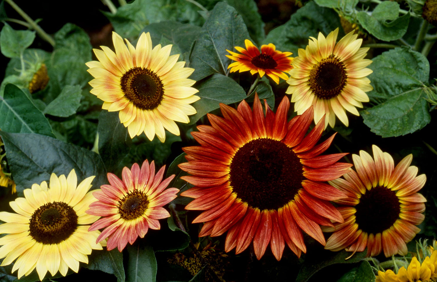 500+ Sunflower Seeds for Planting - Jumbo Mix Pack - 15+ Varieties - (Helianthus annuus) - Non-GMO Seeds