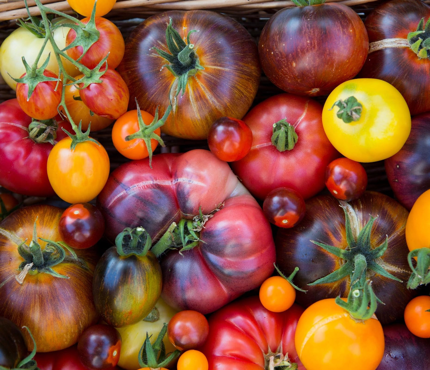 200 Rainbow Beefsteak Tomato Seeds for Planting Heirloom Non-GMO - 200 Seeds - Plant & Grow Tomato Home Outdoor Garden, Great Gardening Gift