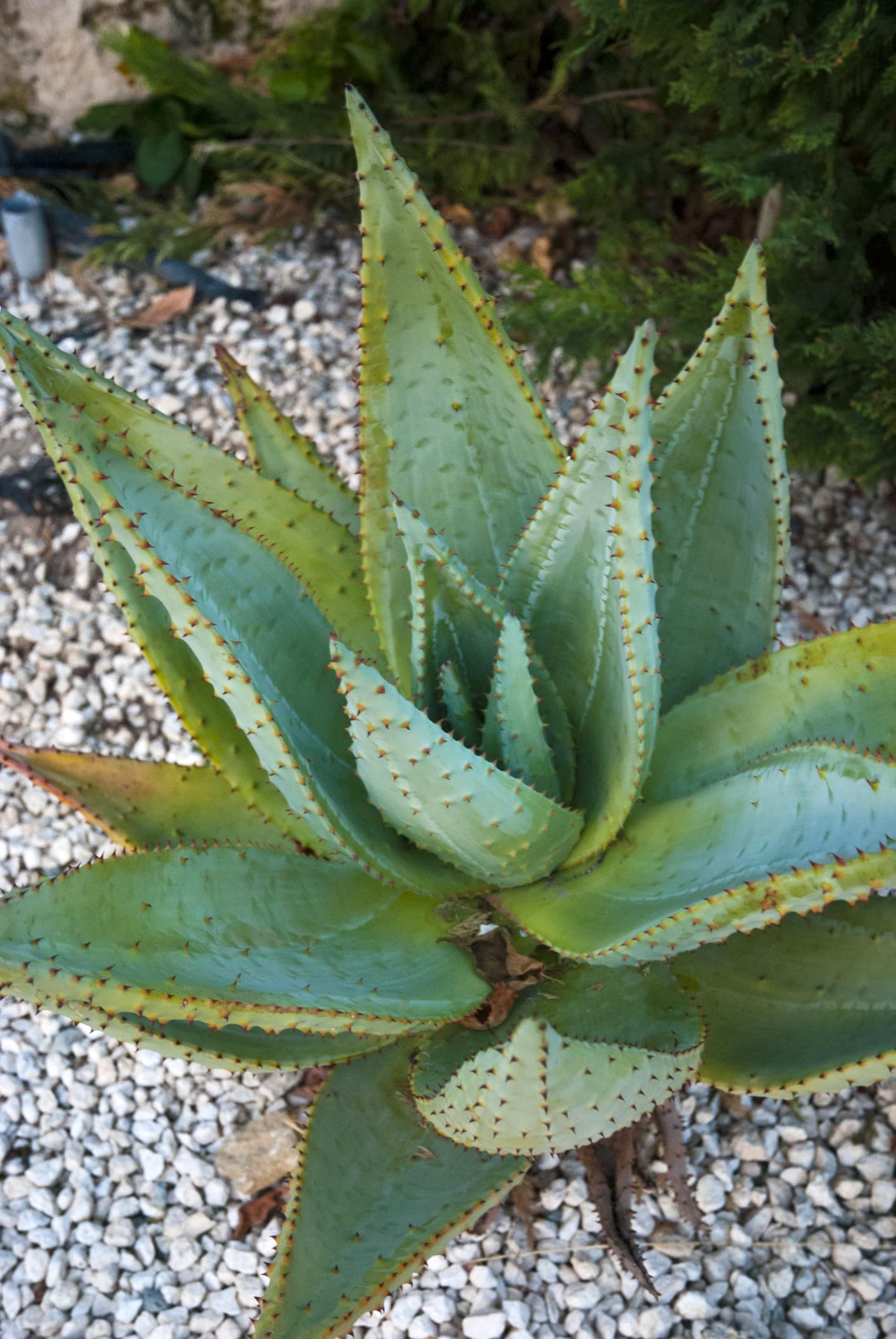 Aloe Species Seed Mix for Planting - 50 Seeds - Grow Mixed Aloe - Ships from Iowa, USA