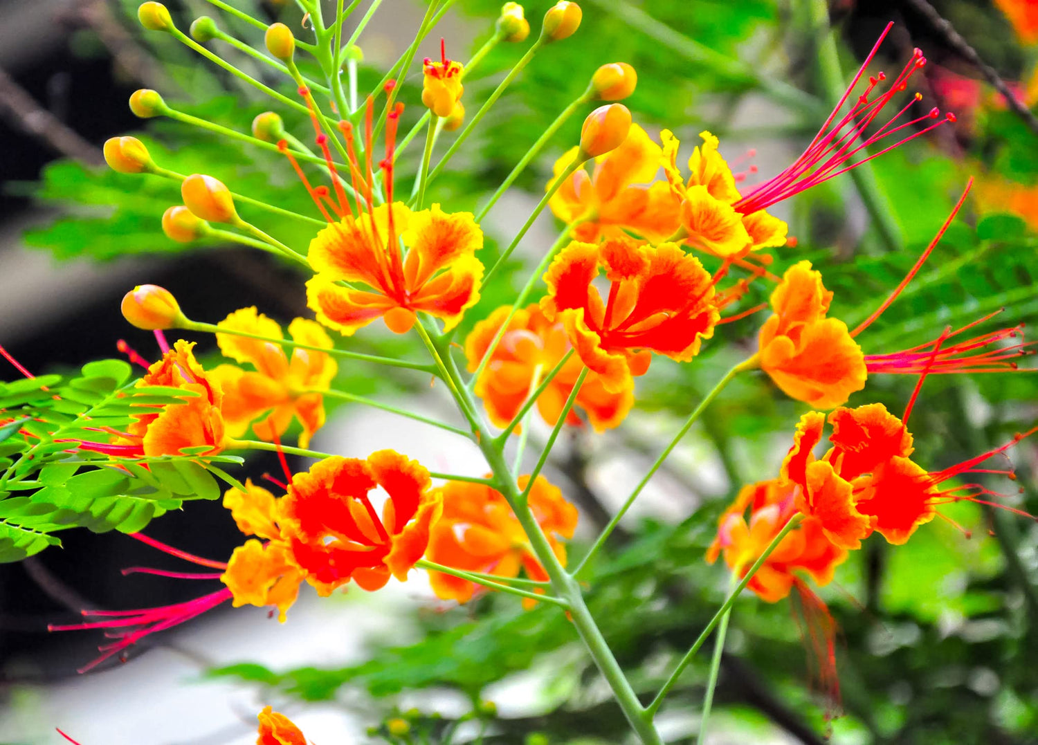 Peacock Flower Seeds for Planting - 10 Seeds - Caesalpinia pulcherrima - Red Bird of Paradise