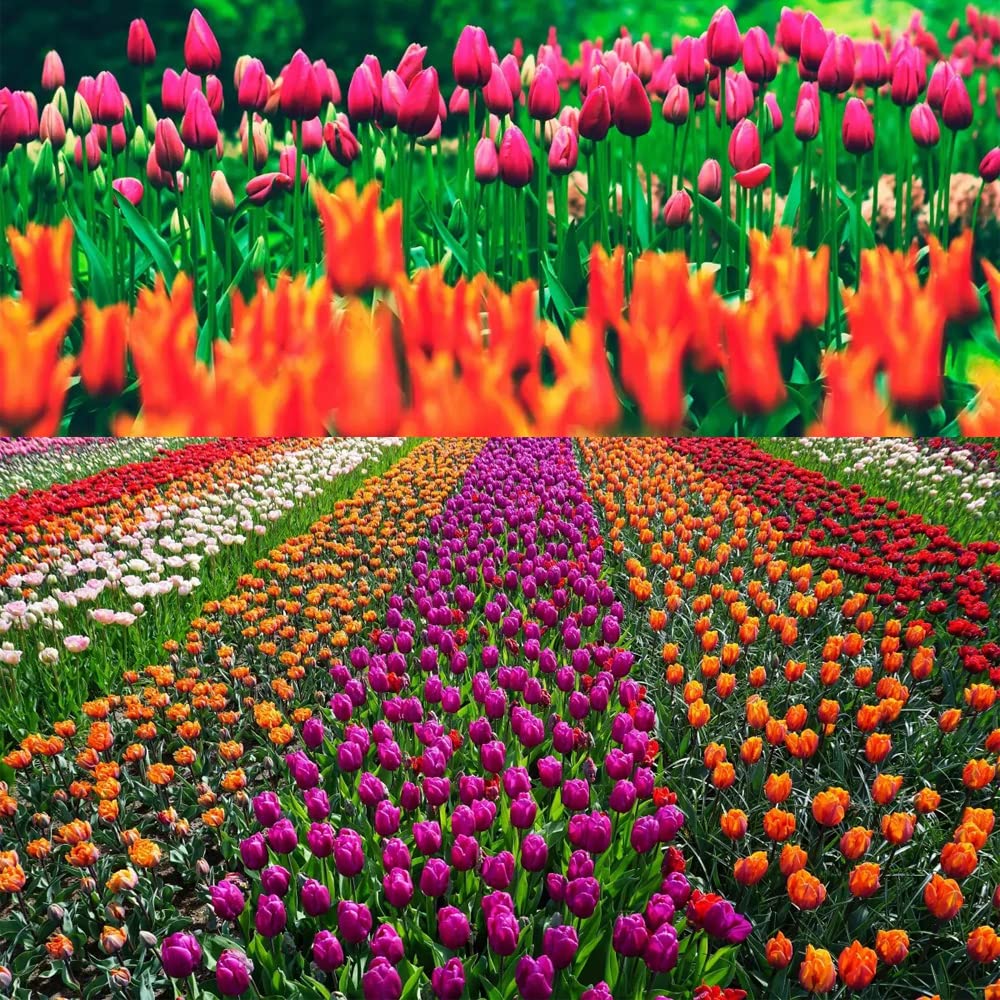 Tulip BulbsTulip Mixed Tulips Varieties Collection Tulips Bulbs for Gardens Spring Flowering Bulbs Ready to Plant Flower Bulbs Garden Landscape Diameter: 1.5in. Random Color