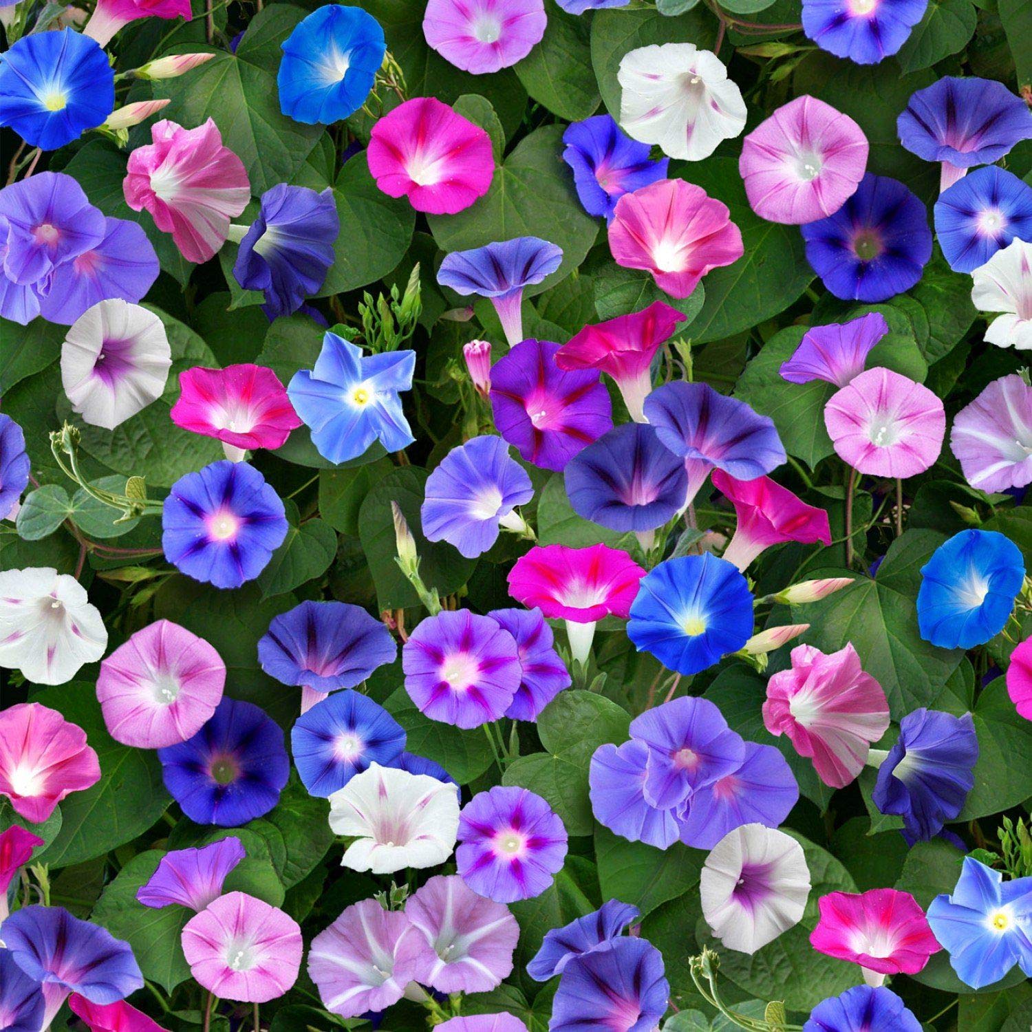 200 pcs Morning Glory Seeds for Planting Non-GMO Flower Seeds for Home Garden Decor Easy to Grow