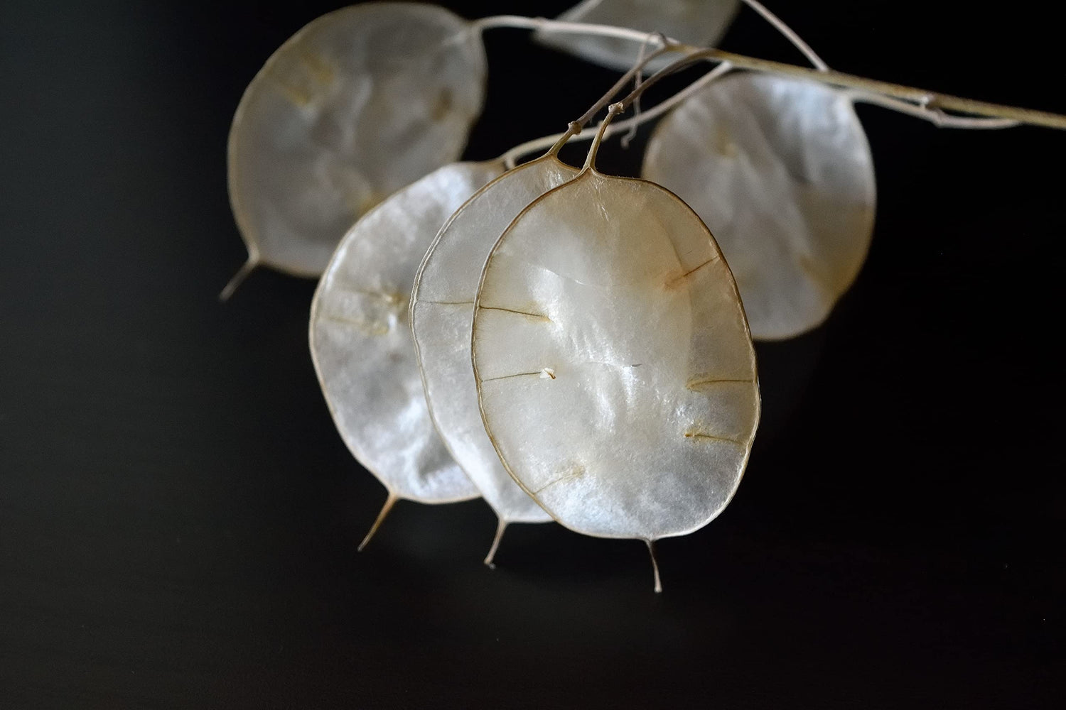 White Money Plant Seeds for Planting - 30 Seeds - Lunaria Biennis - Honesty Plant Seeds