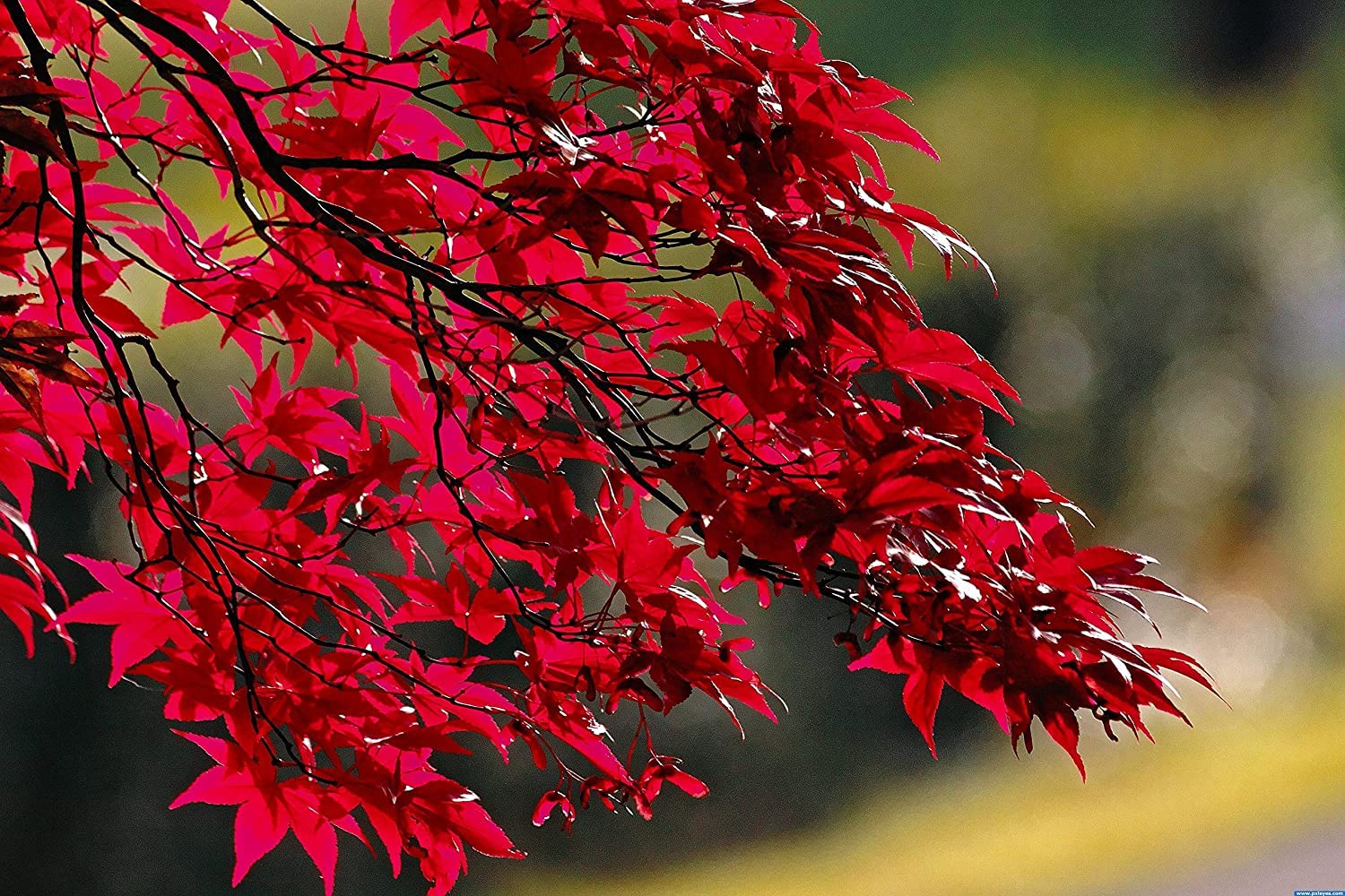 50+ Red Maple Seeds for Planting Outdoors - Heirloom Maple Tree Seeds (Acer rubrum)