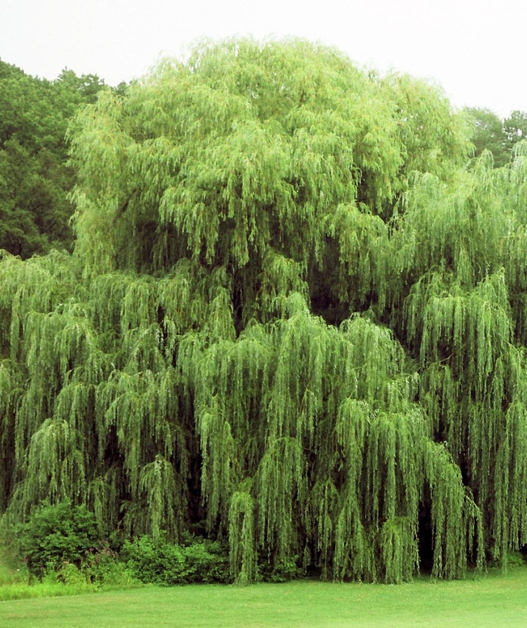 5 Willow Trees- Ready to Plant - 2 Weeping Willow Trees + 2 Austree Hybrid Willow Trees + 1 Corkscrew Willow Tree - Indoor Outdoor Live Trees - Bonsai Starts