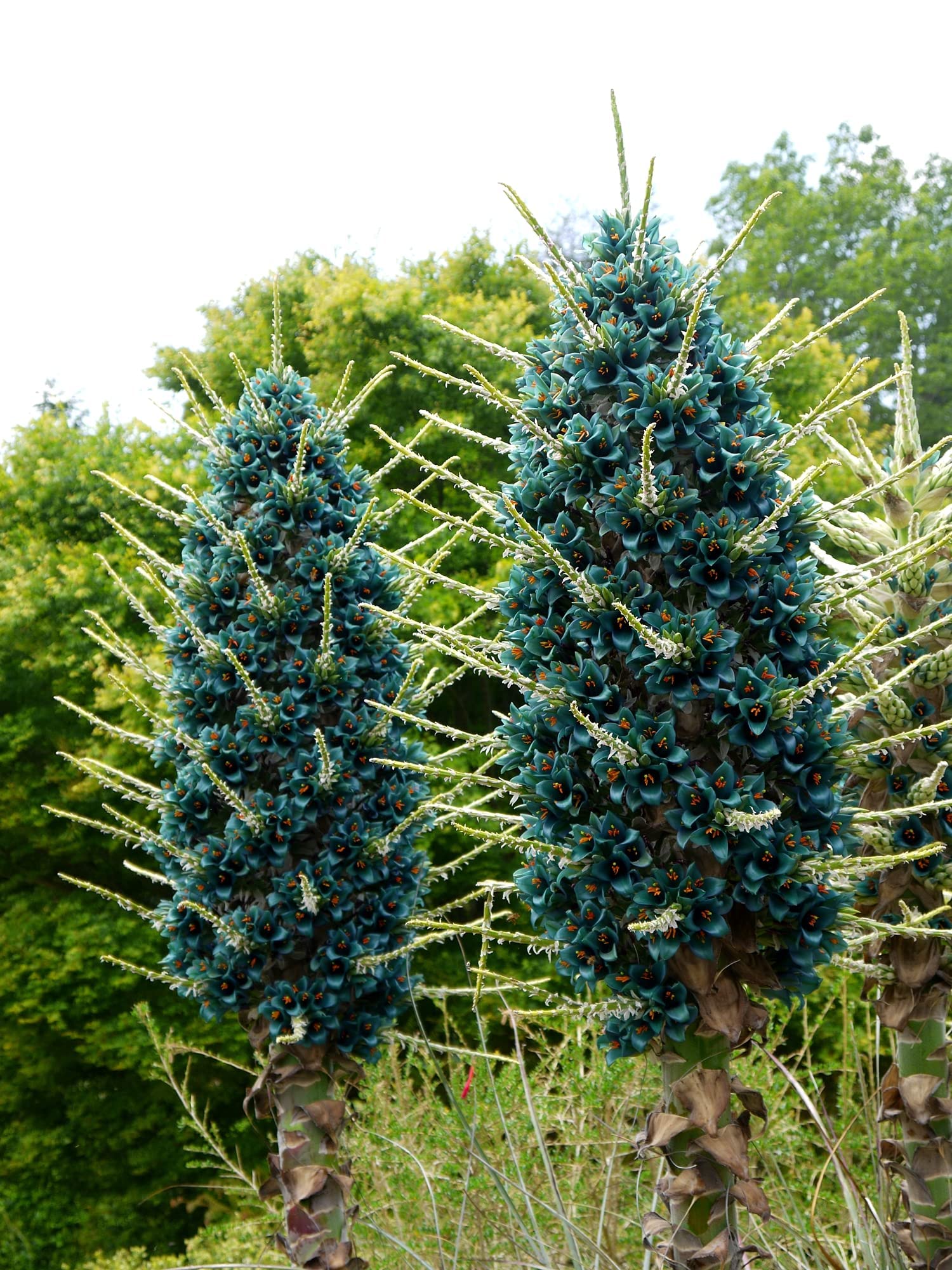 15 Sapphire Tower Seeds for Planting - Grow Rare and Hard to Find PUYA