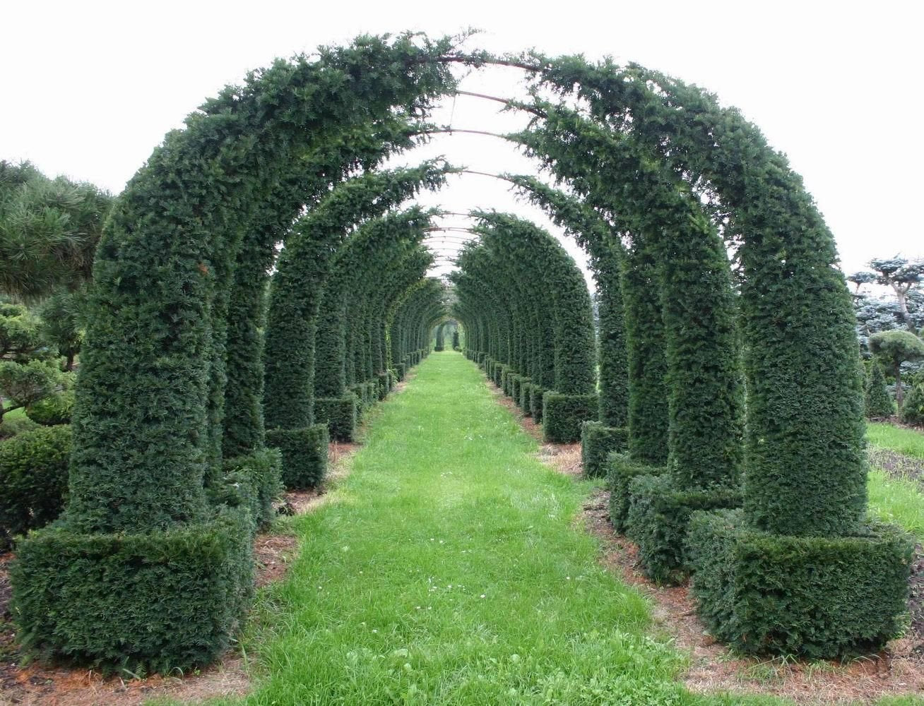 English Yew, Taxus Baccata, Tree Seeds (Evergreen, Topiary) 30 Seeds