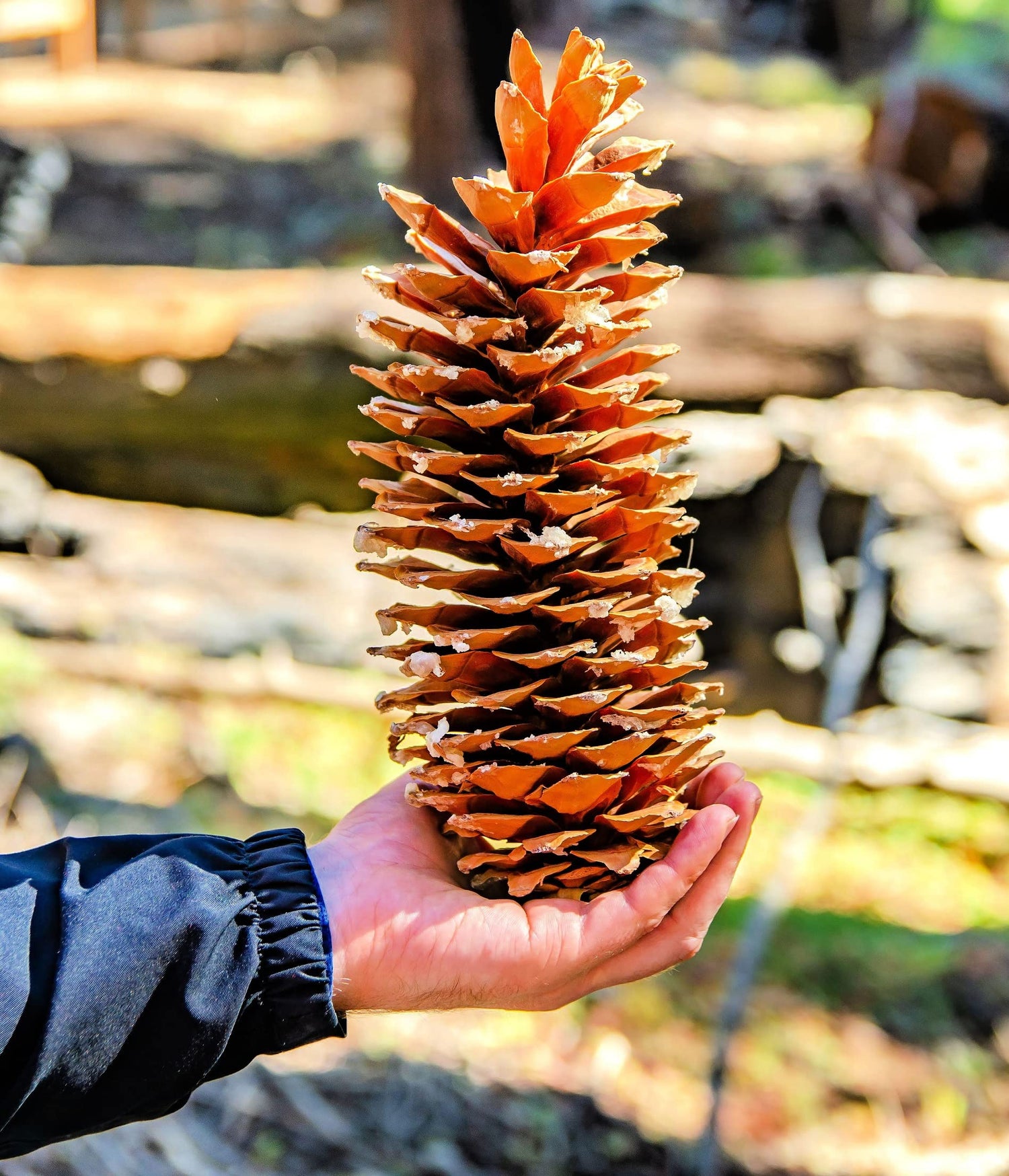 Giant Sugar Pine Cones - Biggest Pine Cones, Great for Seasonal Decoration or Crafts, 10-14 Inch Length