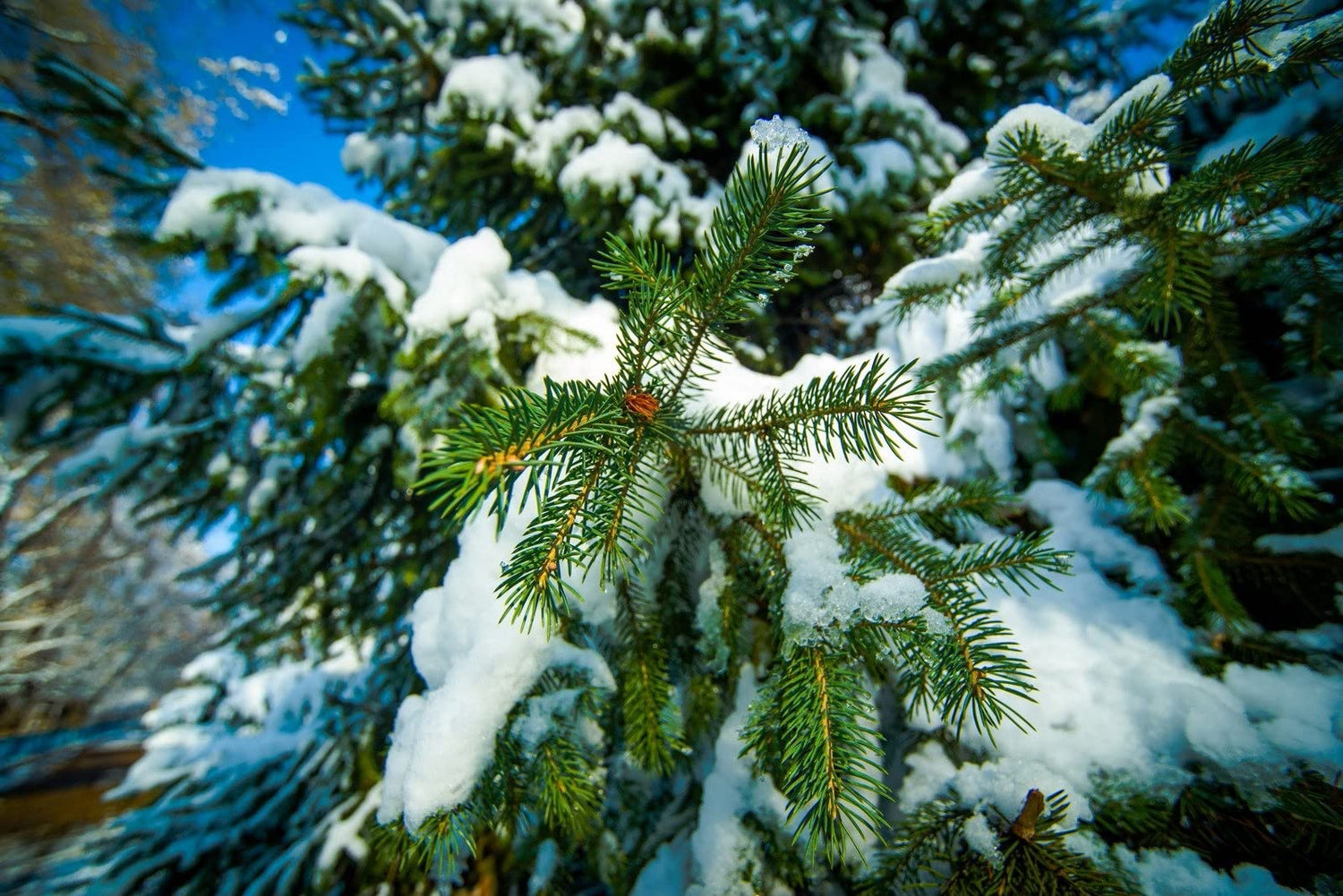 Abies Balsamea Fir Tree Seeds for Planting Outdoors/Potted 50 Seeds