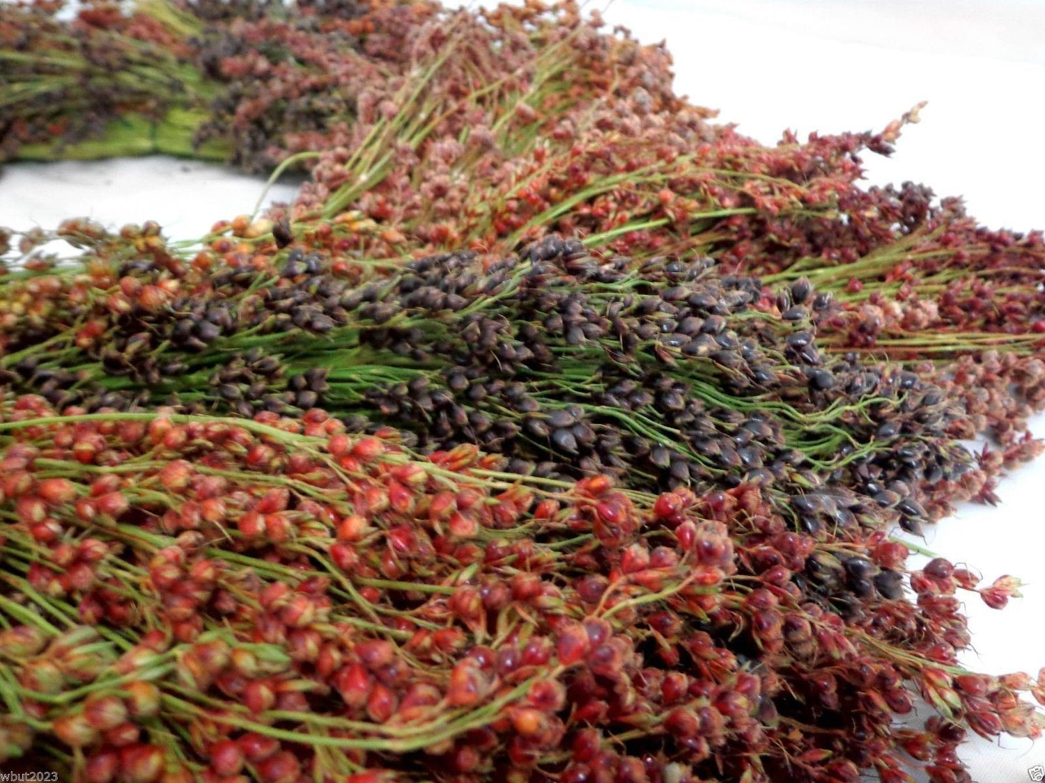 BROOM CORN SEEDS - Sorghum vulgar Mixed,Cream,Gold,Red, Brown,Burgundy and More(1000 Seeds)