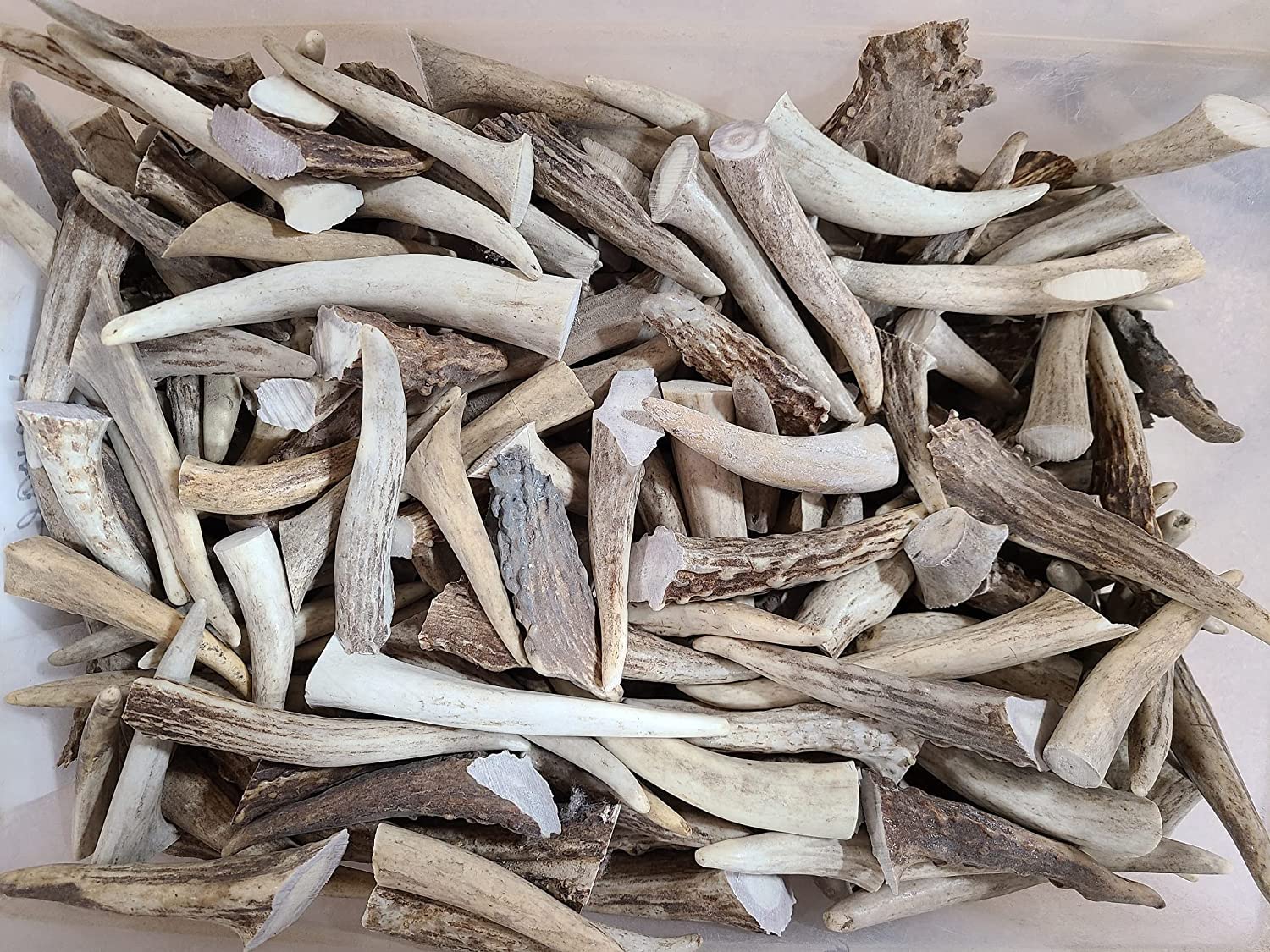 1 Pound Medium Deer Antlers | 3-4 Inches Long | Great for Chews or Crafts